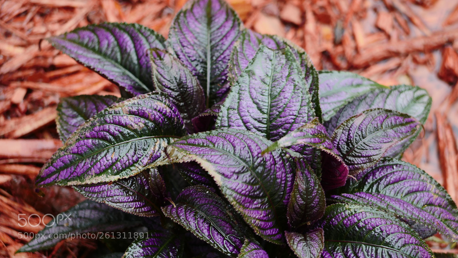 Panasonic Lumix DMC-GH4 sample photo. Bnb photos photography