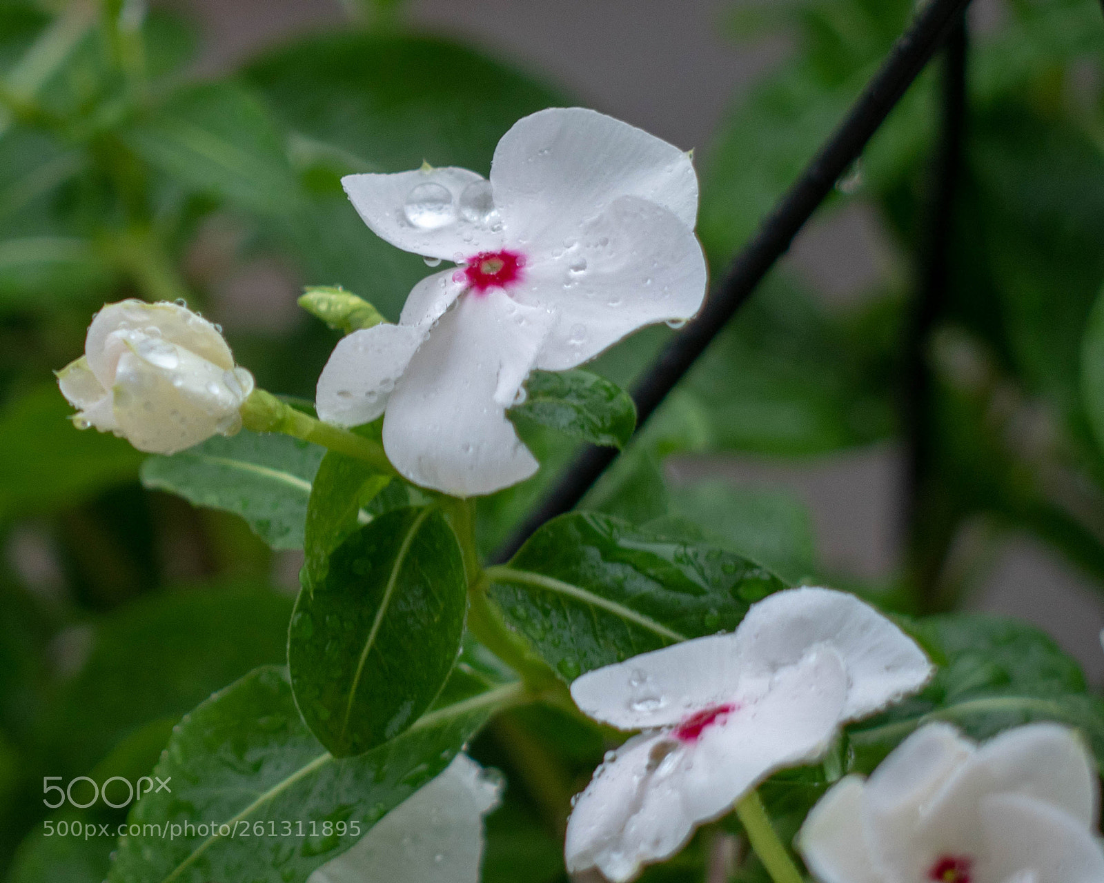 Panasonic Lumix DMC-GH4 sample photo. Bnb photos photography
