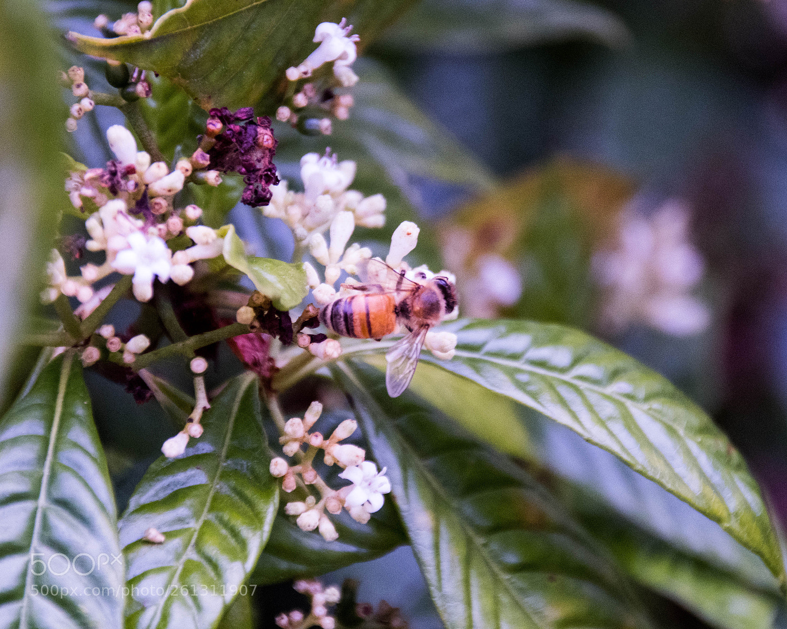 Nikon D500 sample photo. Bnb photos photography