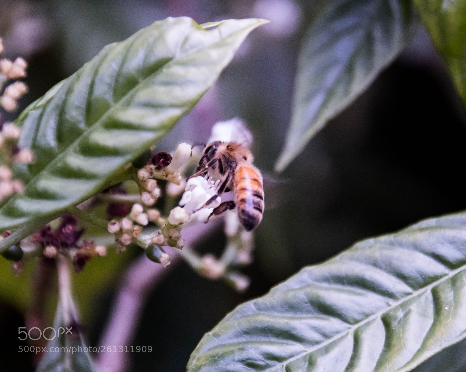 Nikon D500 sample photo. Bnb photos photography