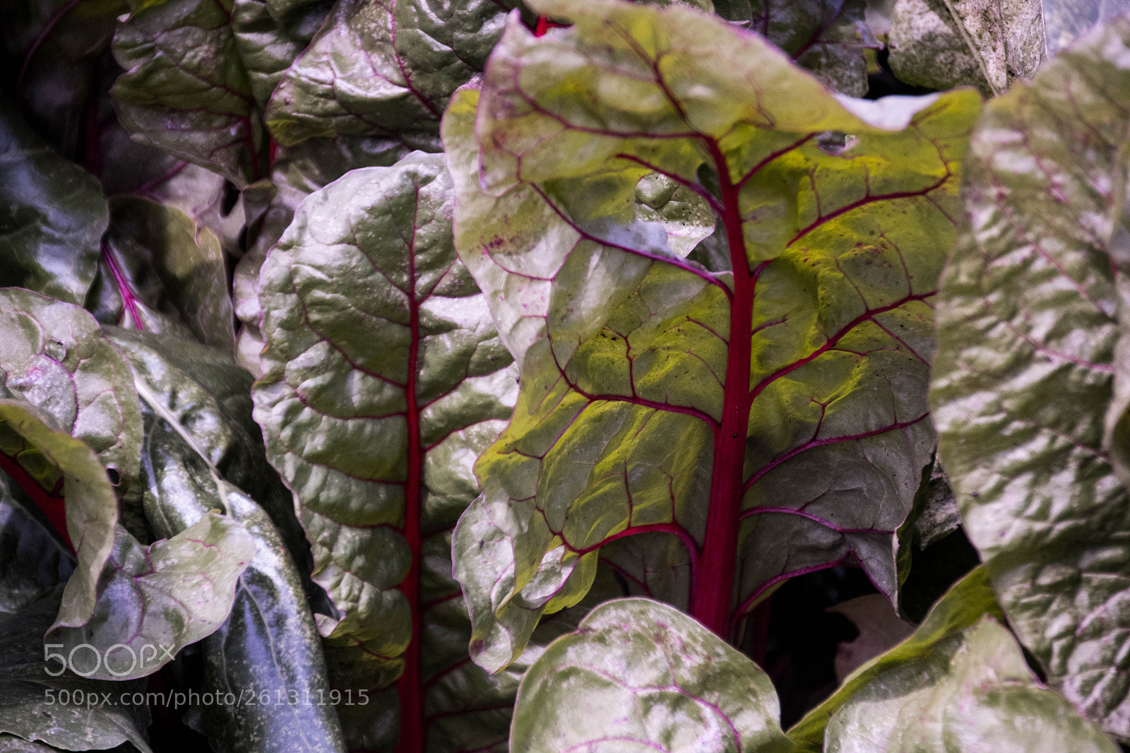Nikon D500 sample photo. Bnb photos photography