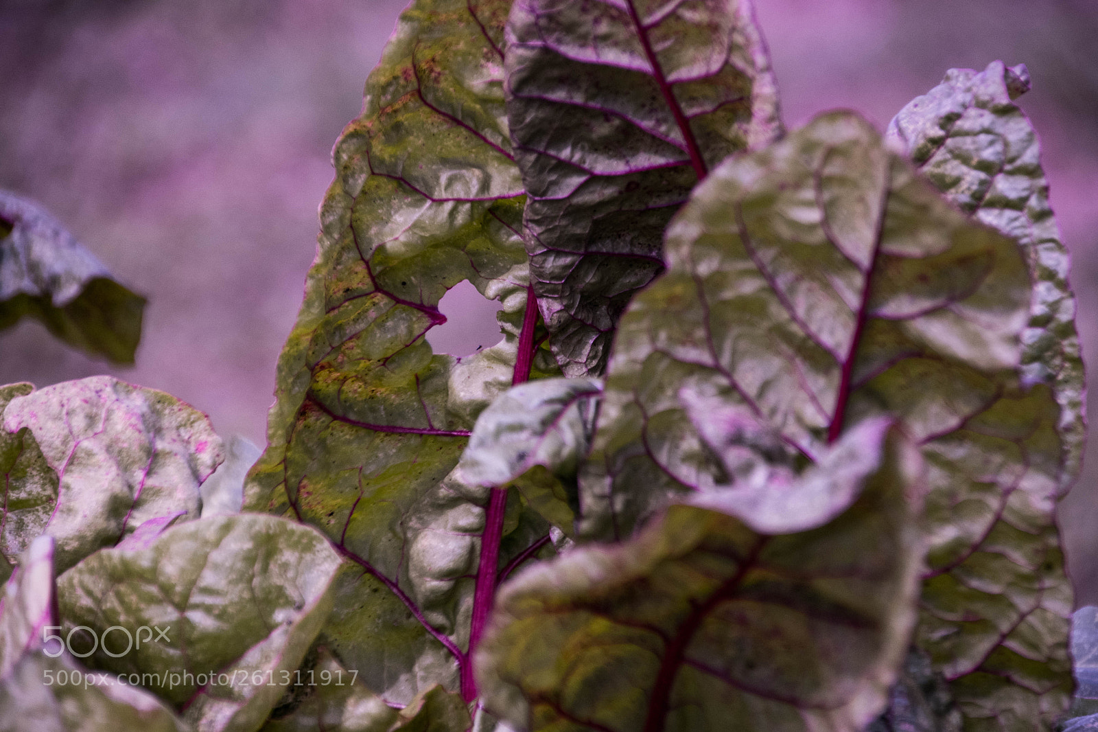Nikon D500 sample photo. Bnb photos photography