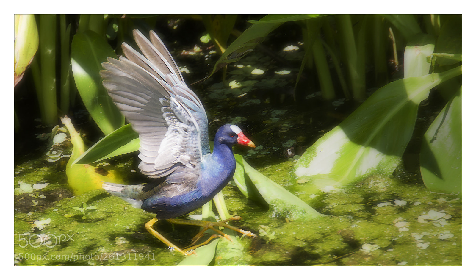 Nikon D810 sample photo. Purple gallinule photography