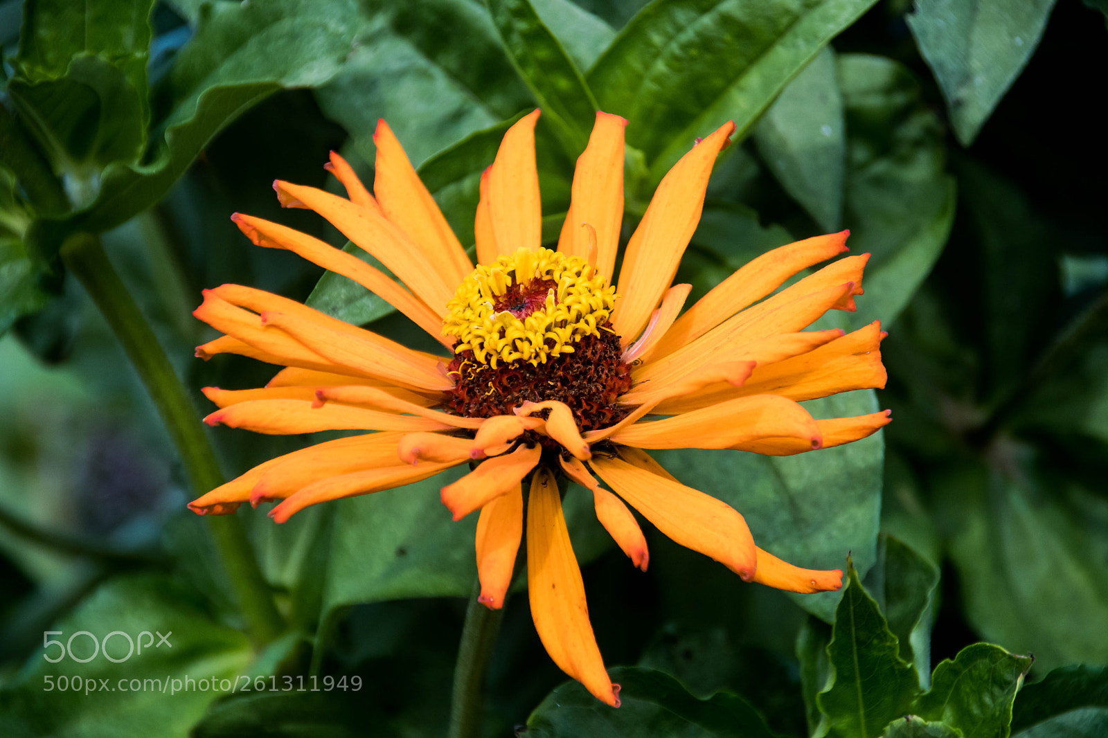 Nikon D500 sample photo. Bnb photos photography