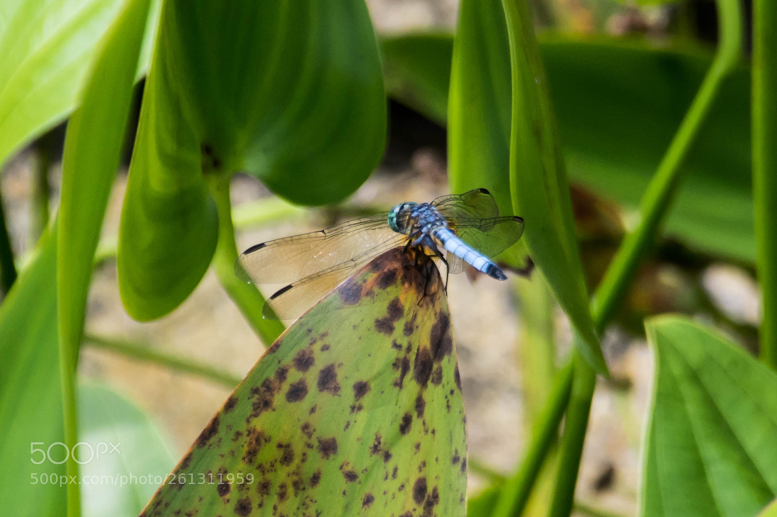 Nikon D500 sample photo. Bnb photos photography