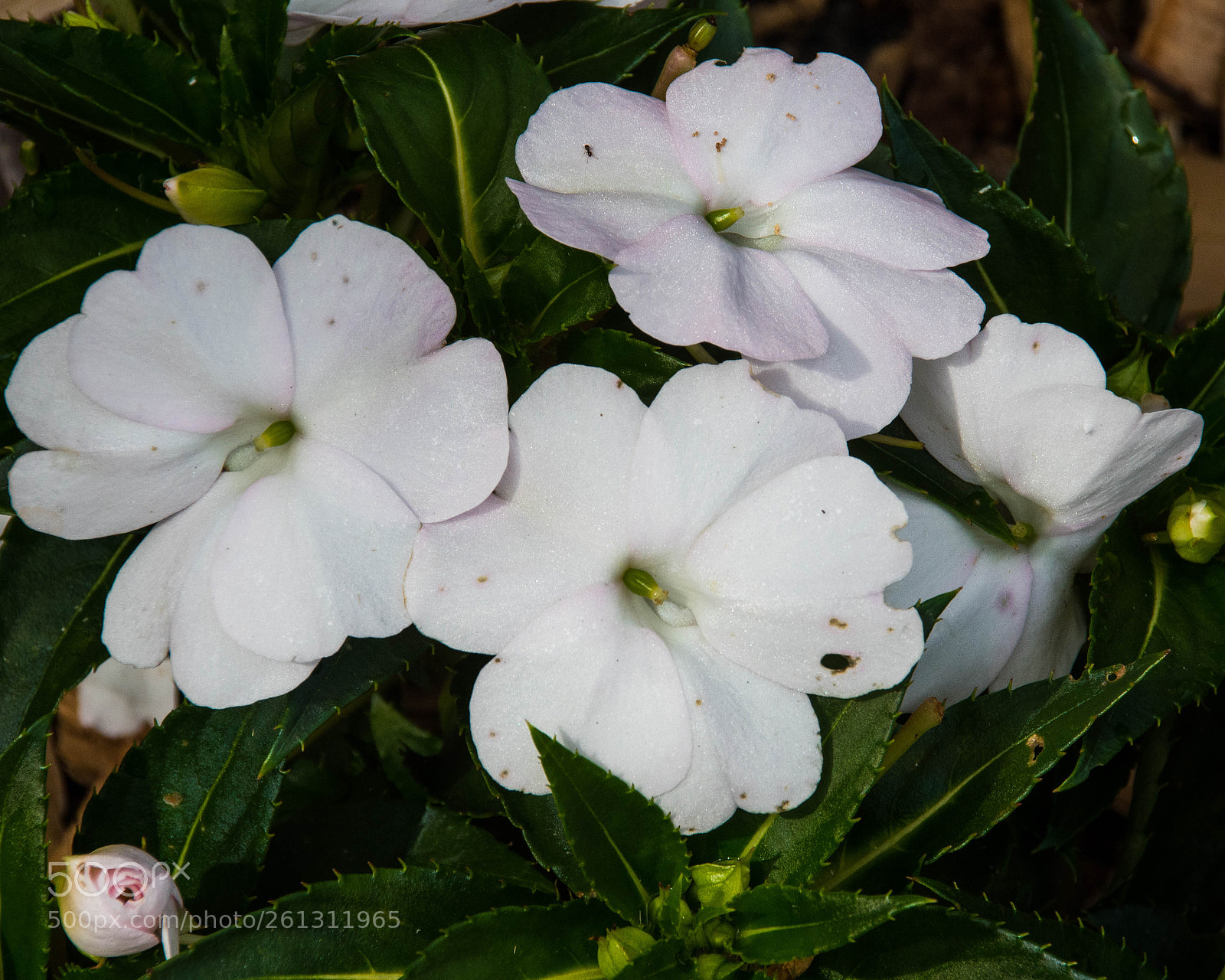 Nikon D500 sample photo. Bnb photos photography