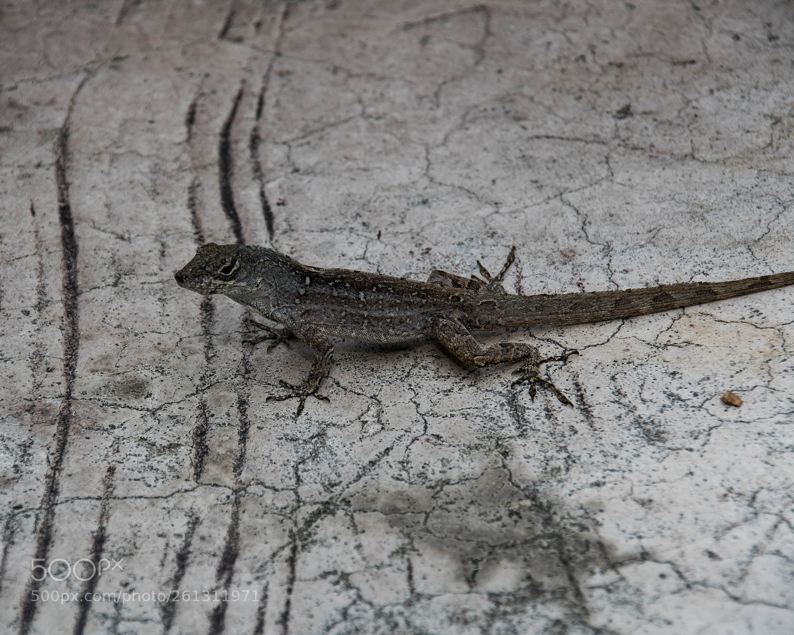Nikon D500 sample photo. Bnb photos photography