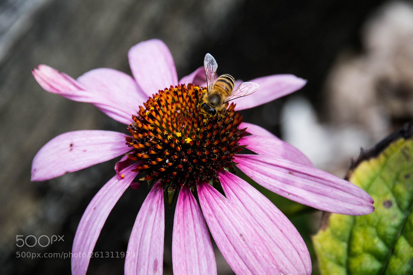 Nikon D500 sample photo. Bnb photos photography