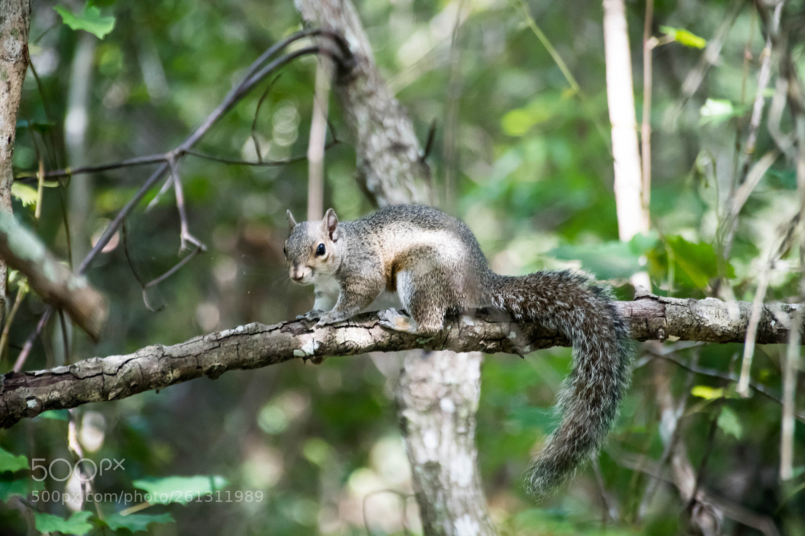 Nikon D500 sample photo. Bnb photos photography