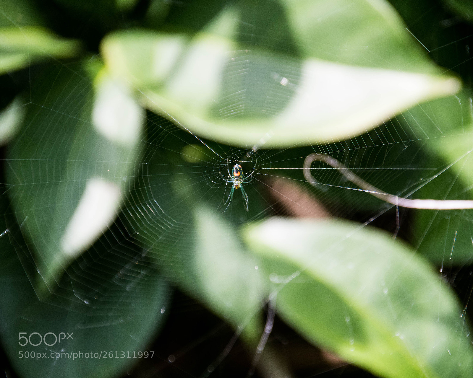 Nikon D500 sample photo. Bnb photos photography