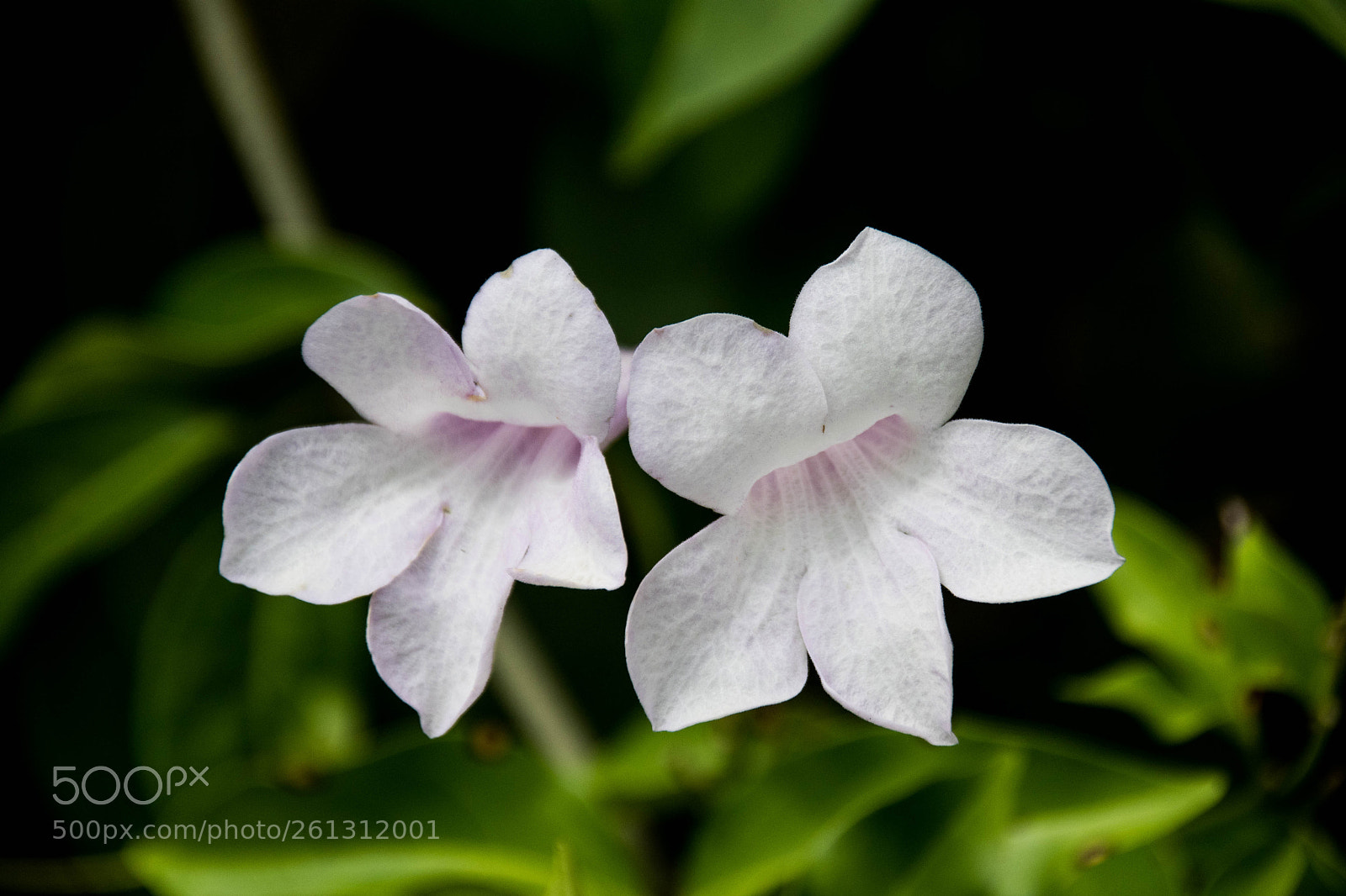 Nikon D500 sample photo. Bnb photos photography