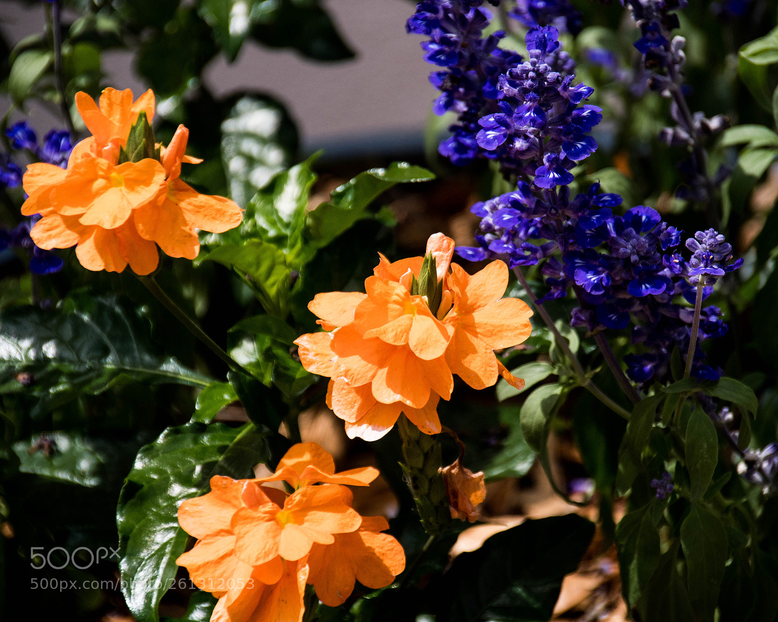Nikon D500 sample photo. Bnb photos photography