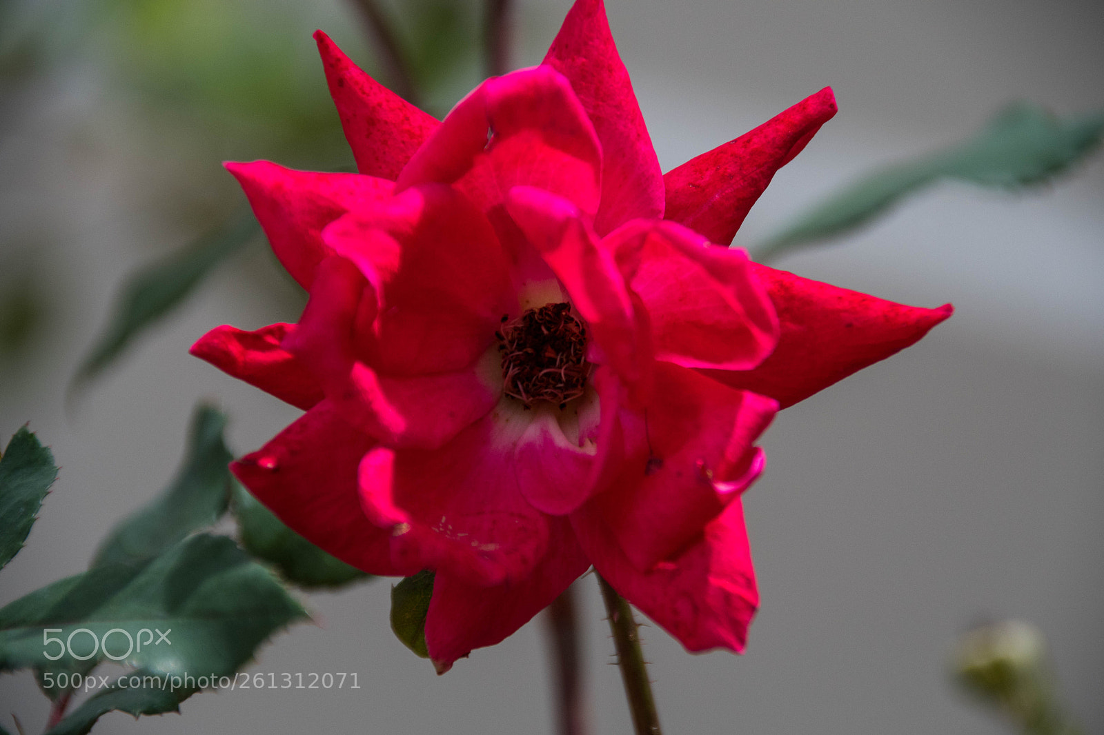 Nikon D500 sample photo. Bnb photos photography
