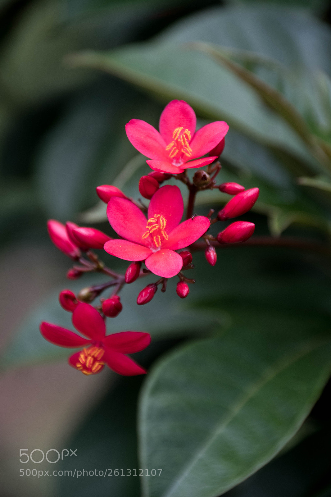 Nikon D500 sample photo. Bnb photos photography