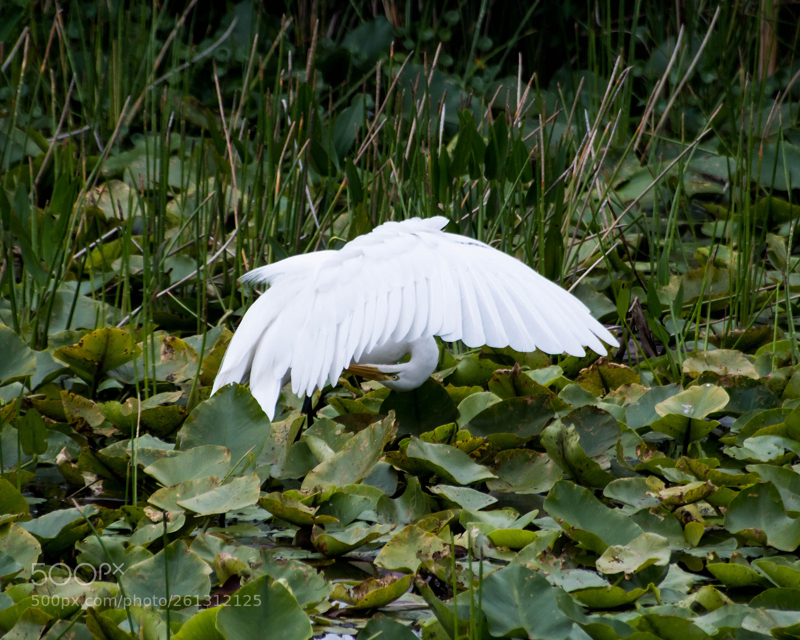 Nikon D500 sample photo. Bnb photos photography