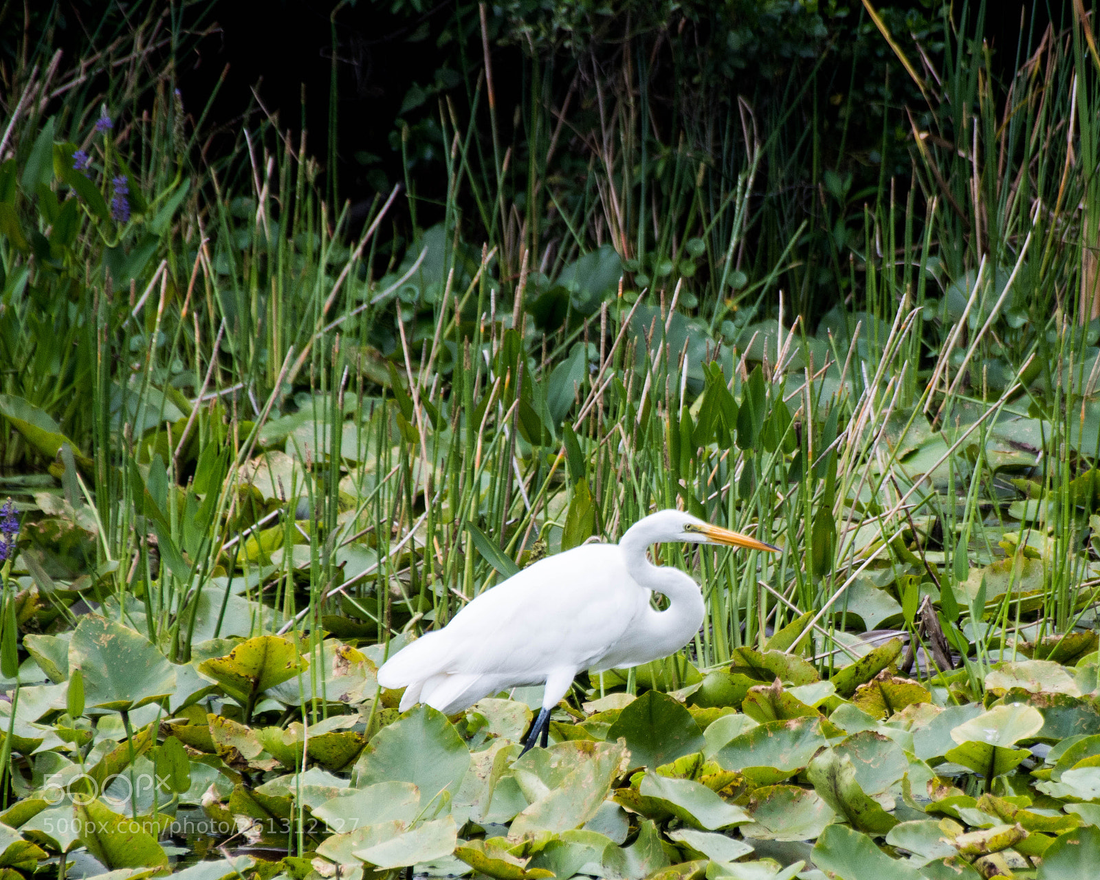 Nikon D500 sample photo. Bnb photos photography