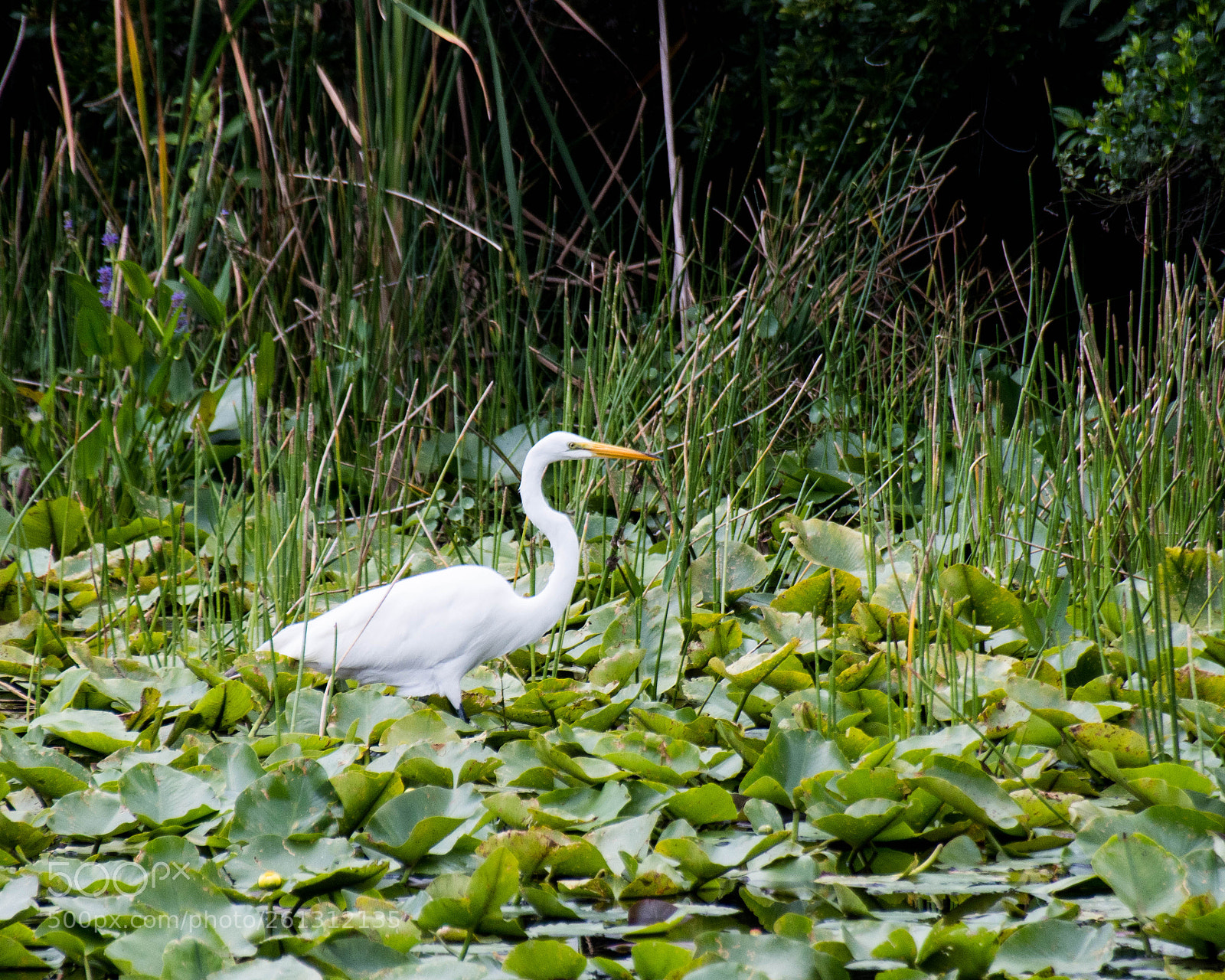 Nikon D500 sample photo. Bnb photos photography