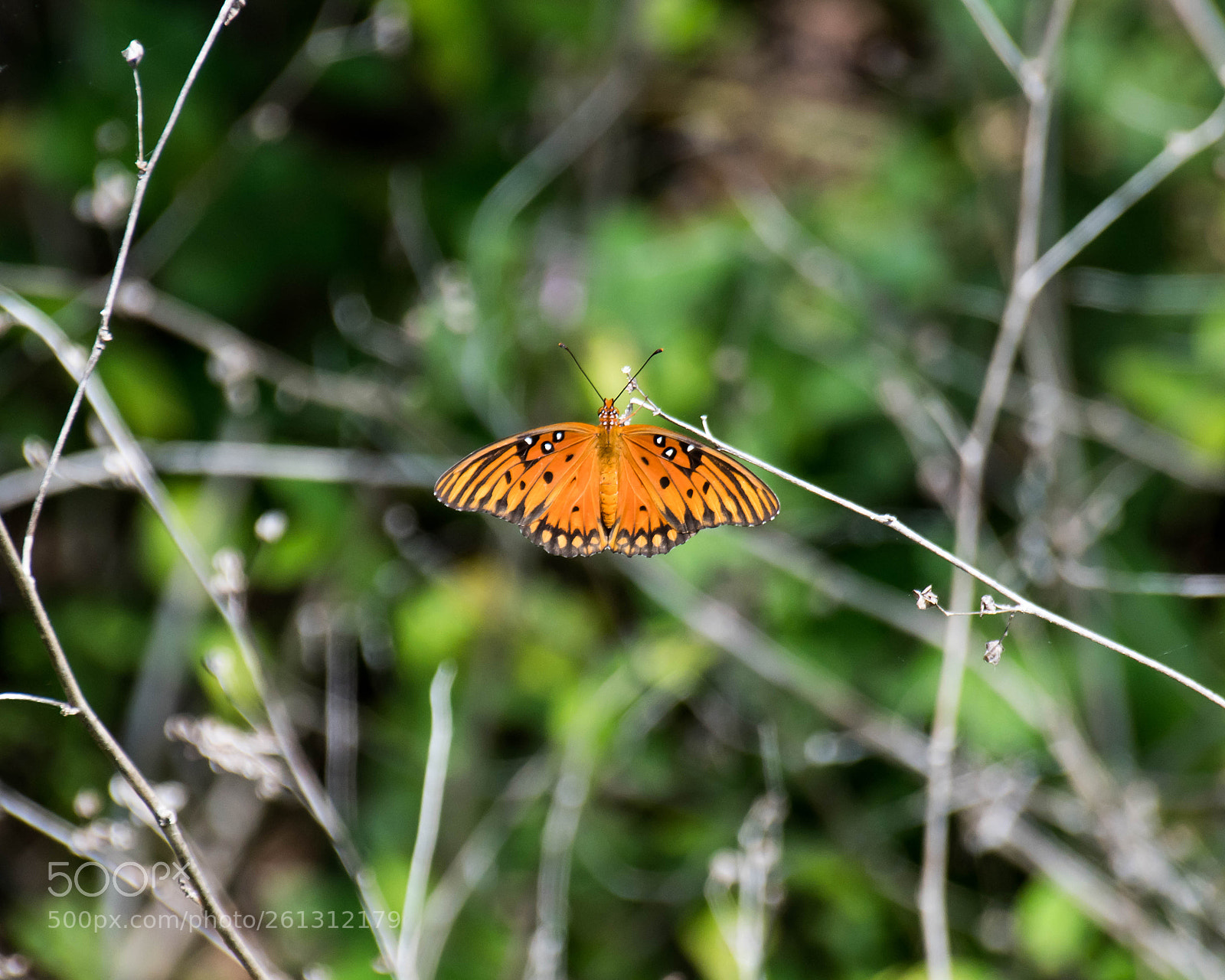 Nikon D500 sample photo. Bnb photos photography