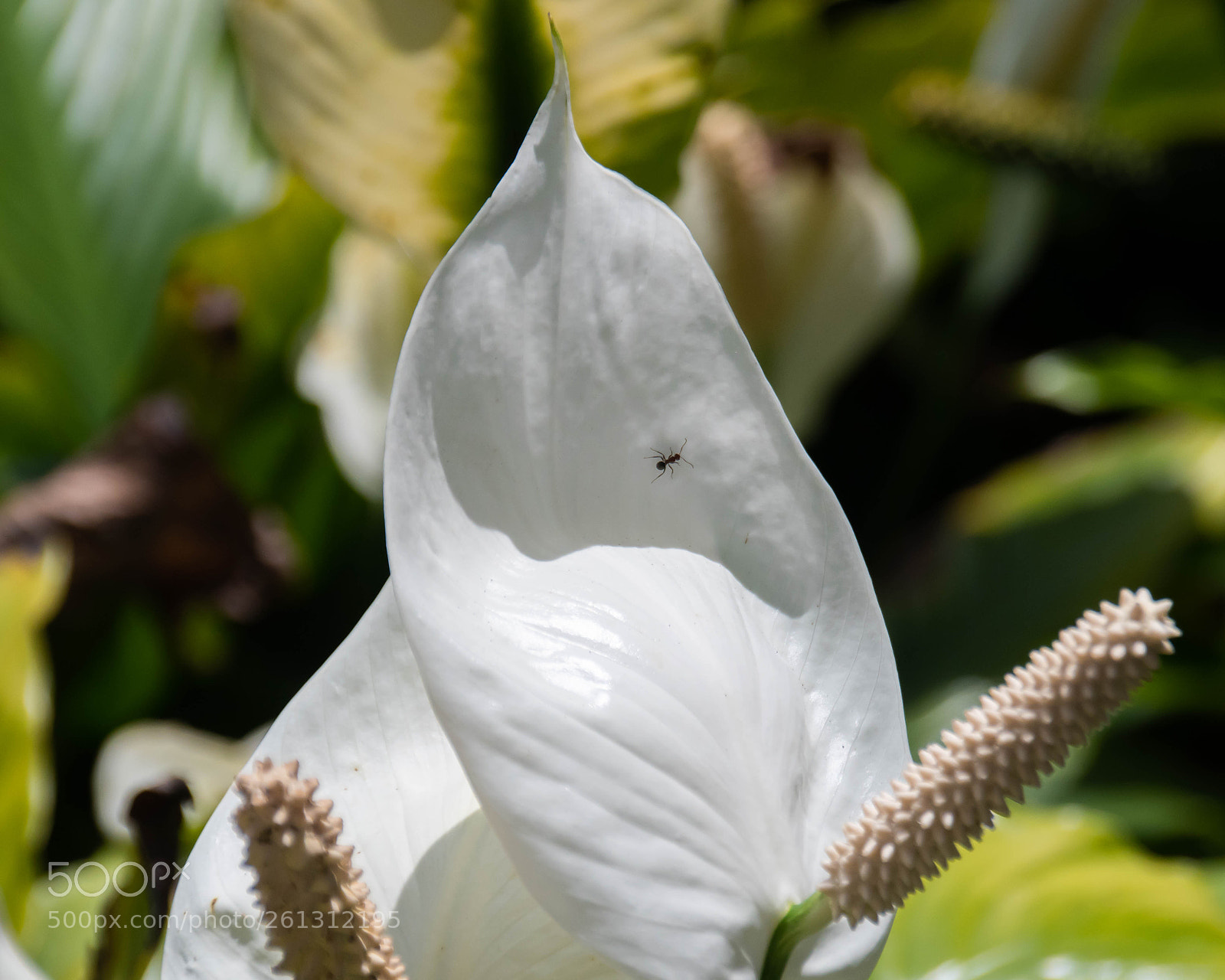 Nikon D500 sample photo. Bnb photos photography
