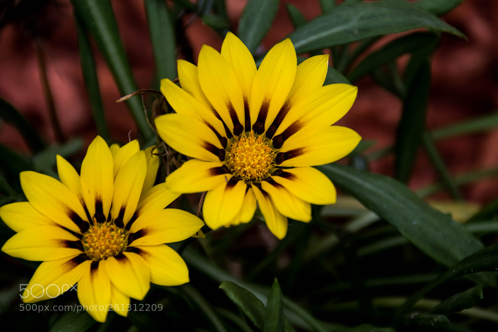 Nikon D500 sample photo. Bnb photos photography