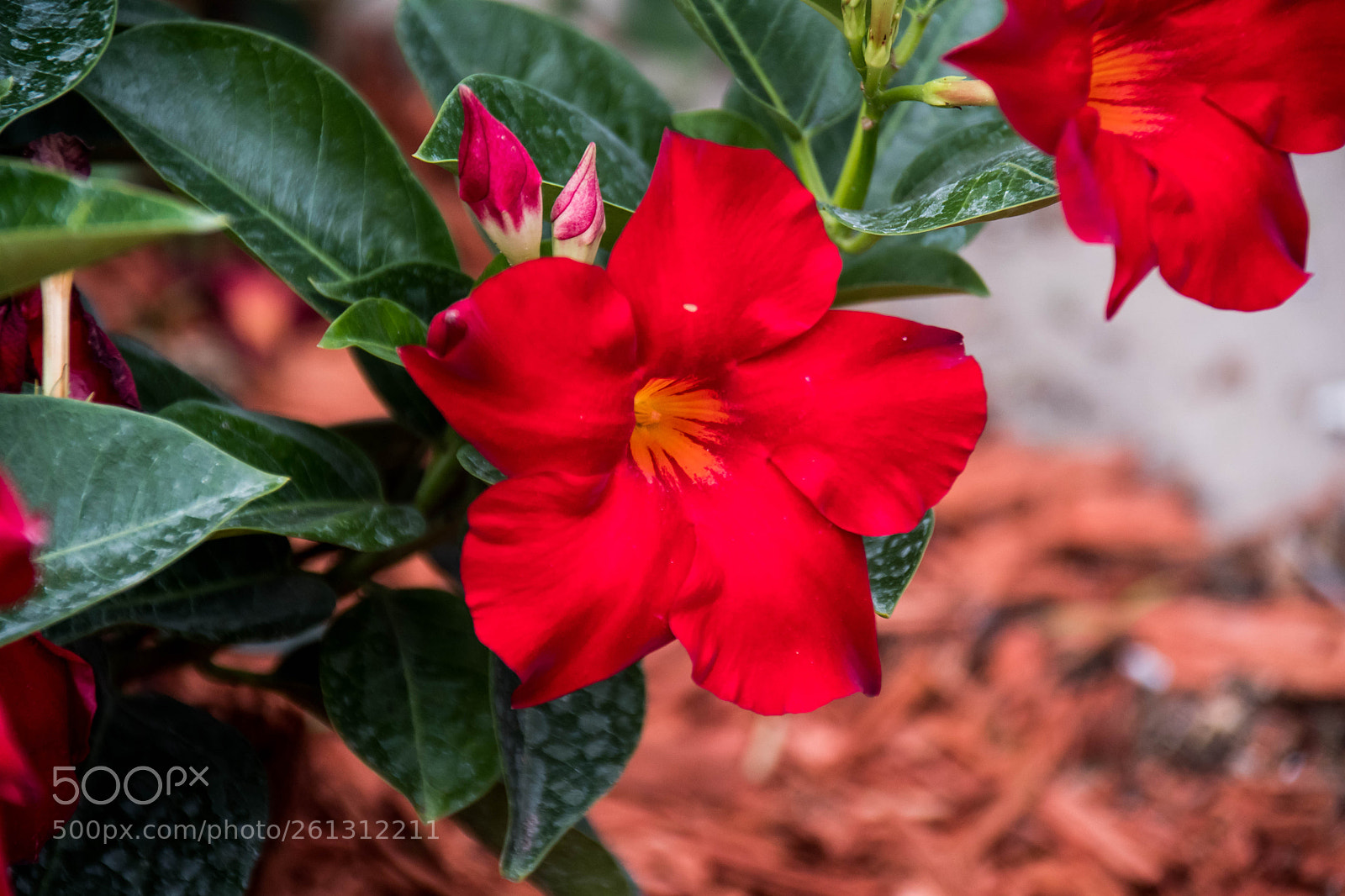 Nikon D500 sample photo. Bnb photos photography