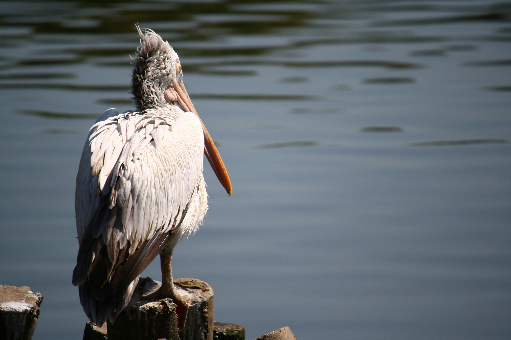 Canon EF-S 55-250mm F4-5.6 IS sample photo. Bird photography