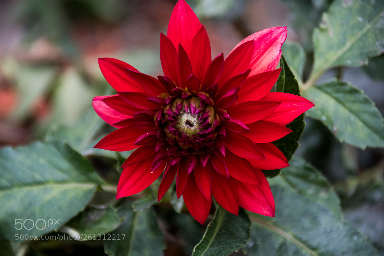 Nikon D500 sample photo. Bnb photos photography