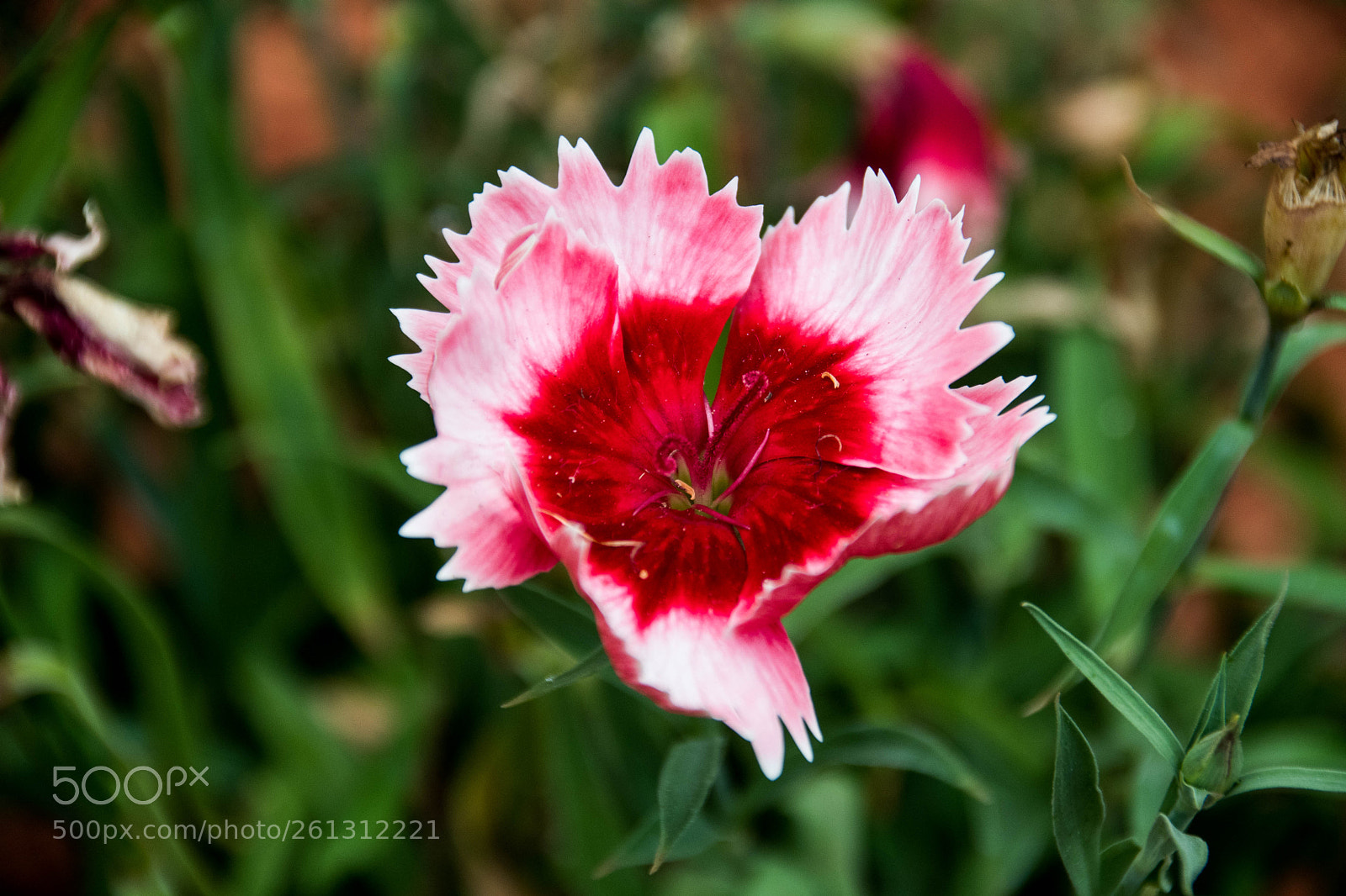 Nikon D500 sample photo. Bnb photos photography