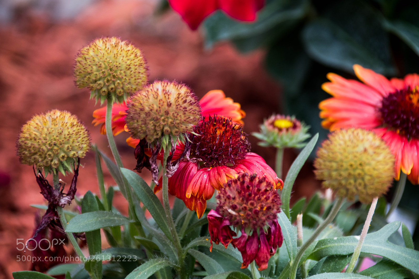 Nikon D500 sample photo. Bnb photos photography