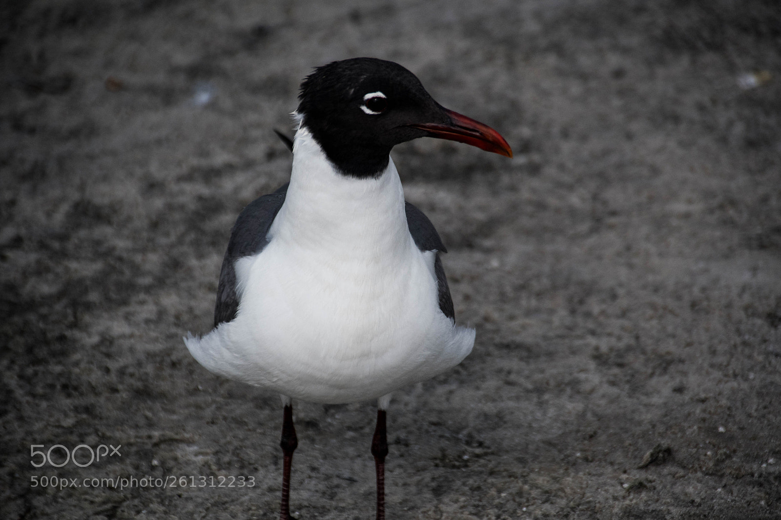 Nikon D500 sample photo. Bnb photos photography