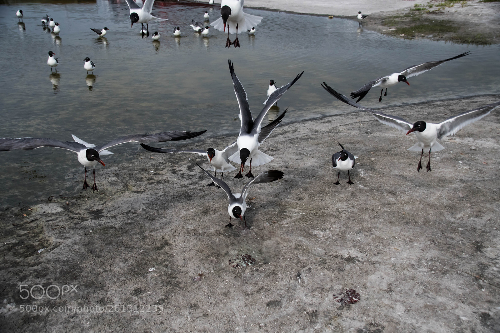 Nikon D500 sample photo. Bnb photos photography