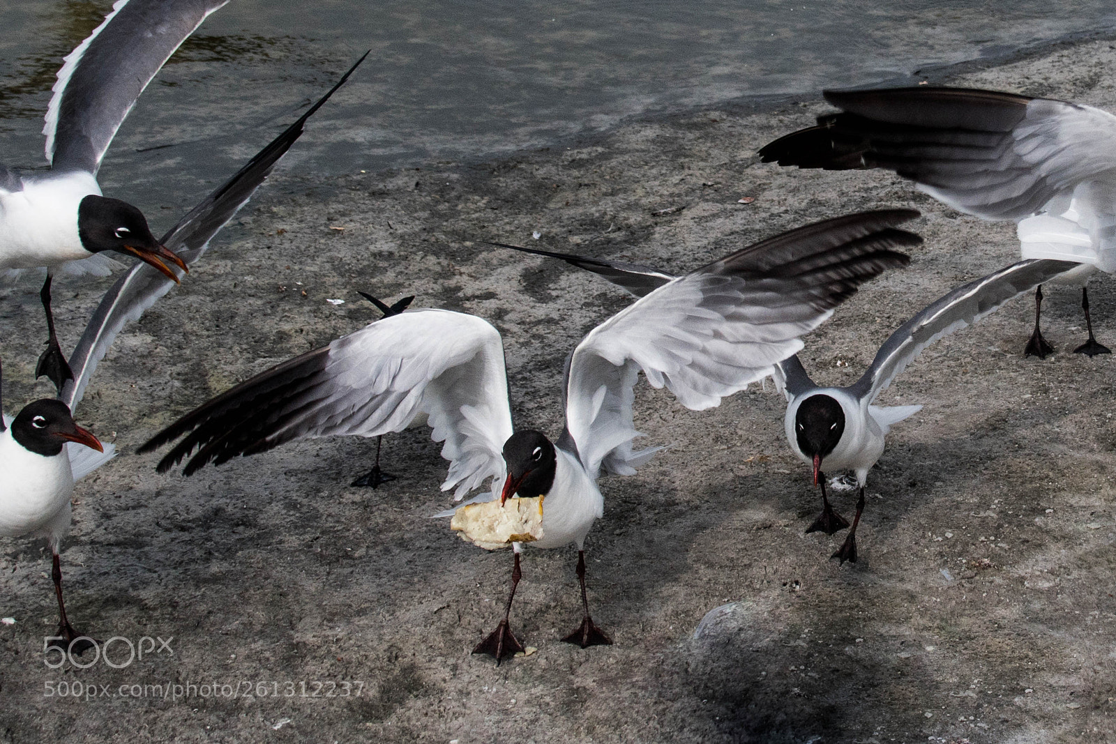 Nikon D500 sample photo. Bnb photos photography