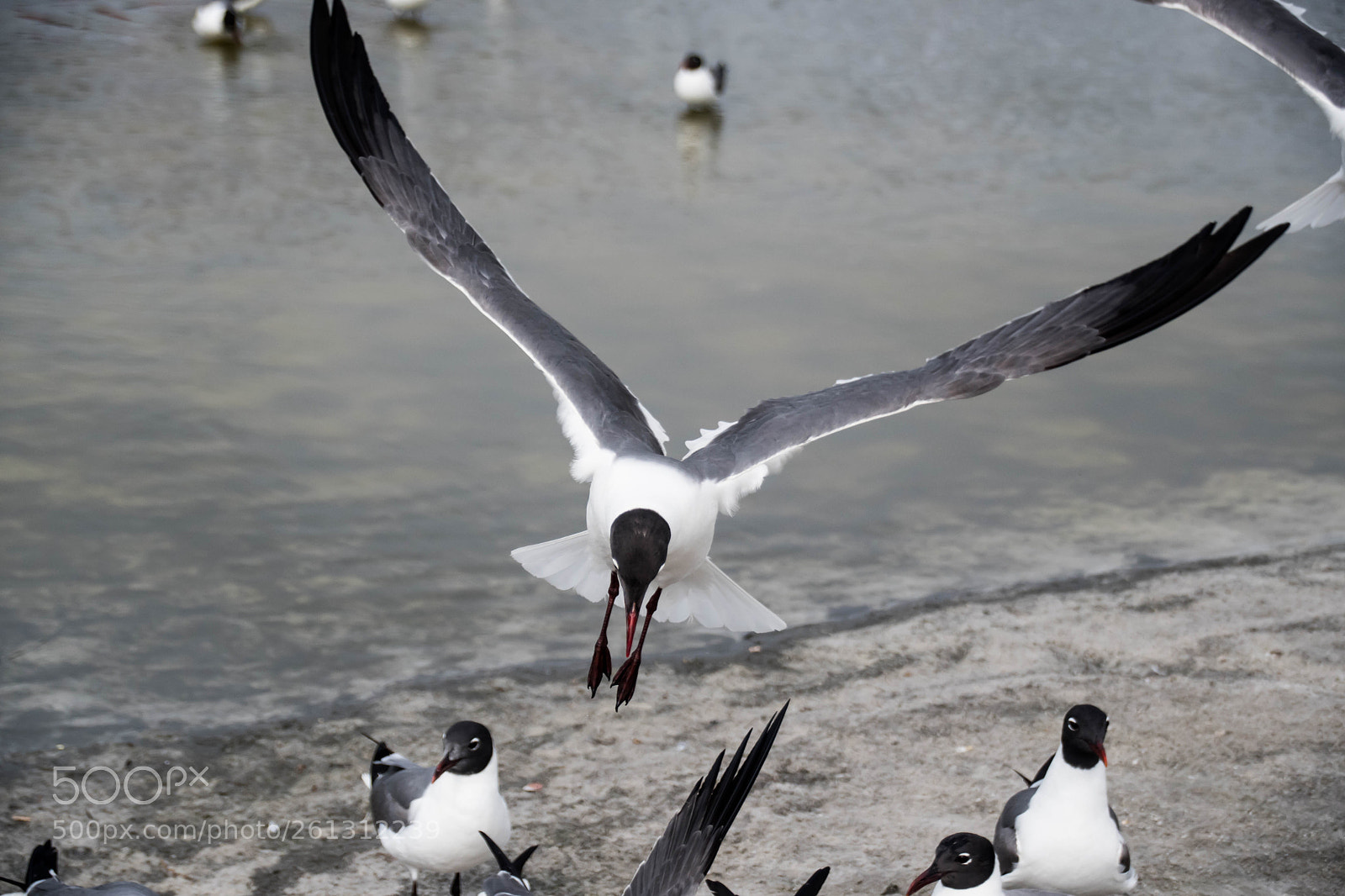 Nikon D500 sample photo. Bnb photos photography
