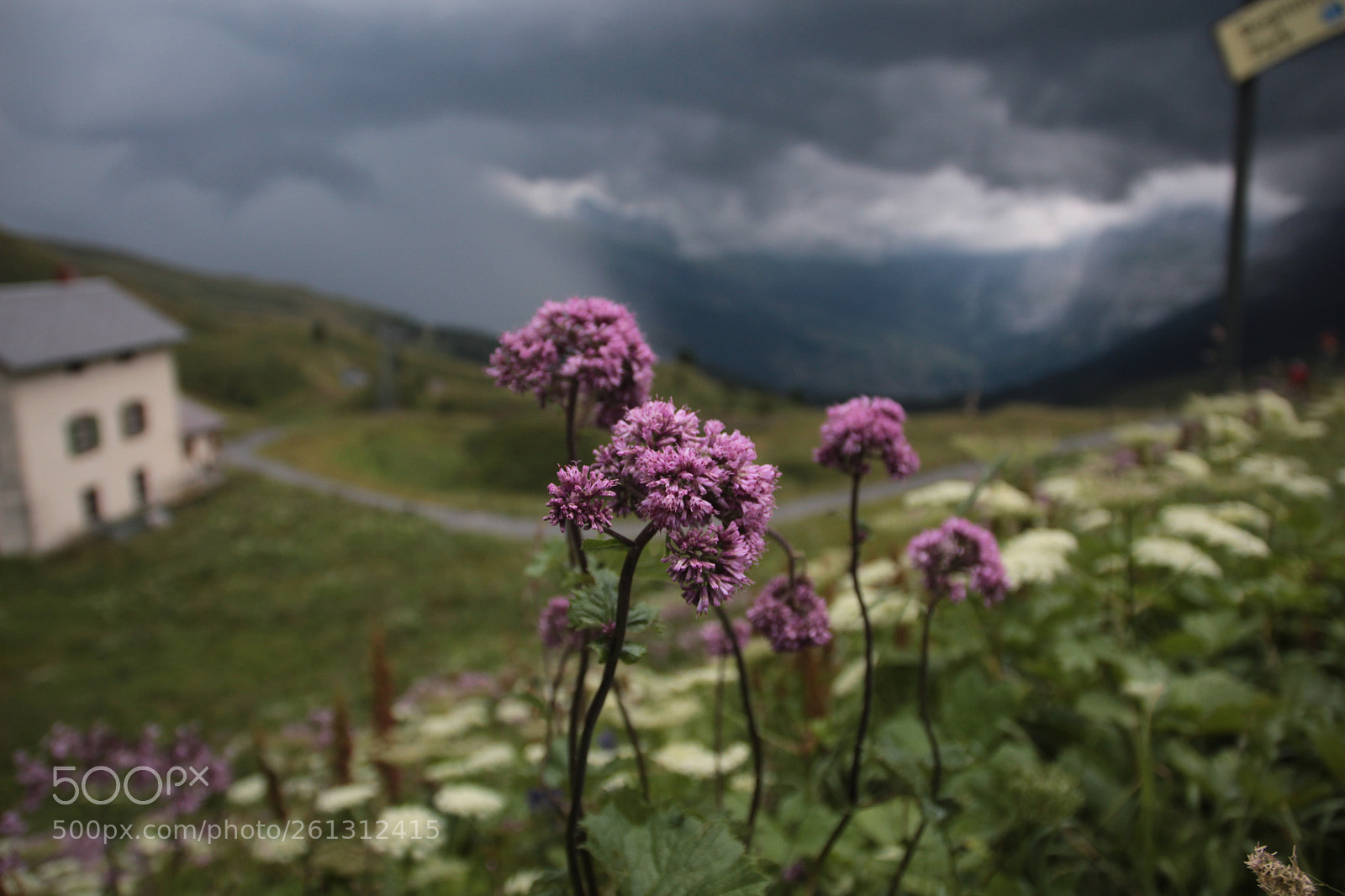 Canon EOS 700D (EOS Rebel T5i / EOS Kiss X7i) sample photo. Mountain flowers photography