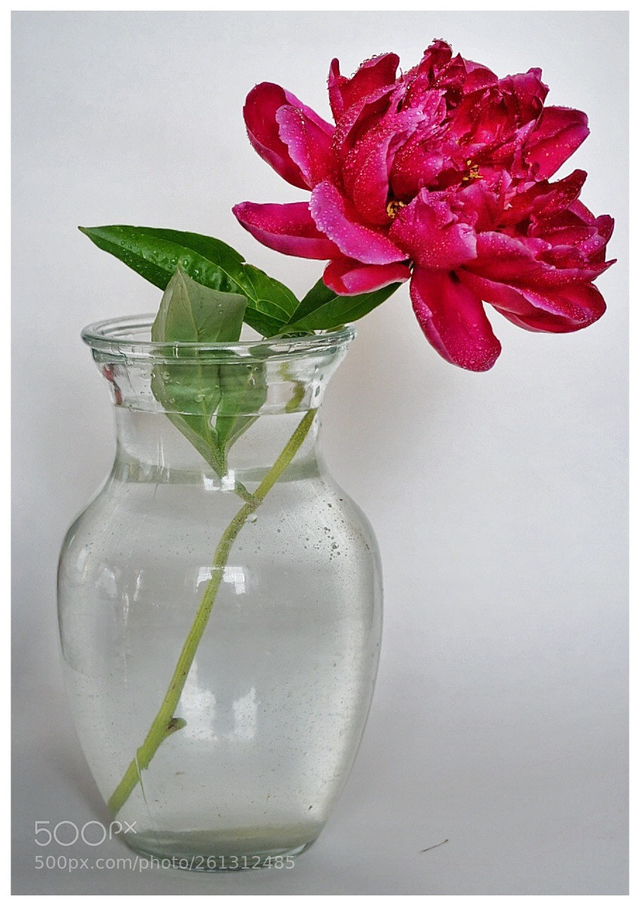 Sony a7 II sample photo. Peony photography