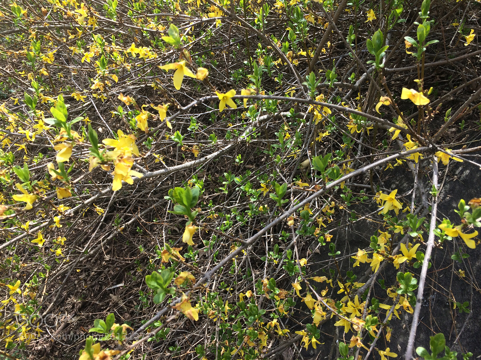 Apple iPhone 5s sample photo. The beauty in the photography