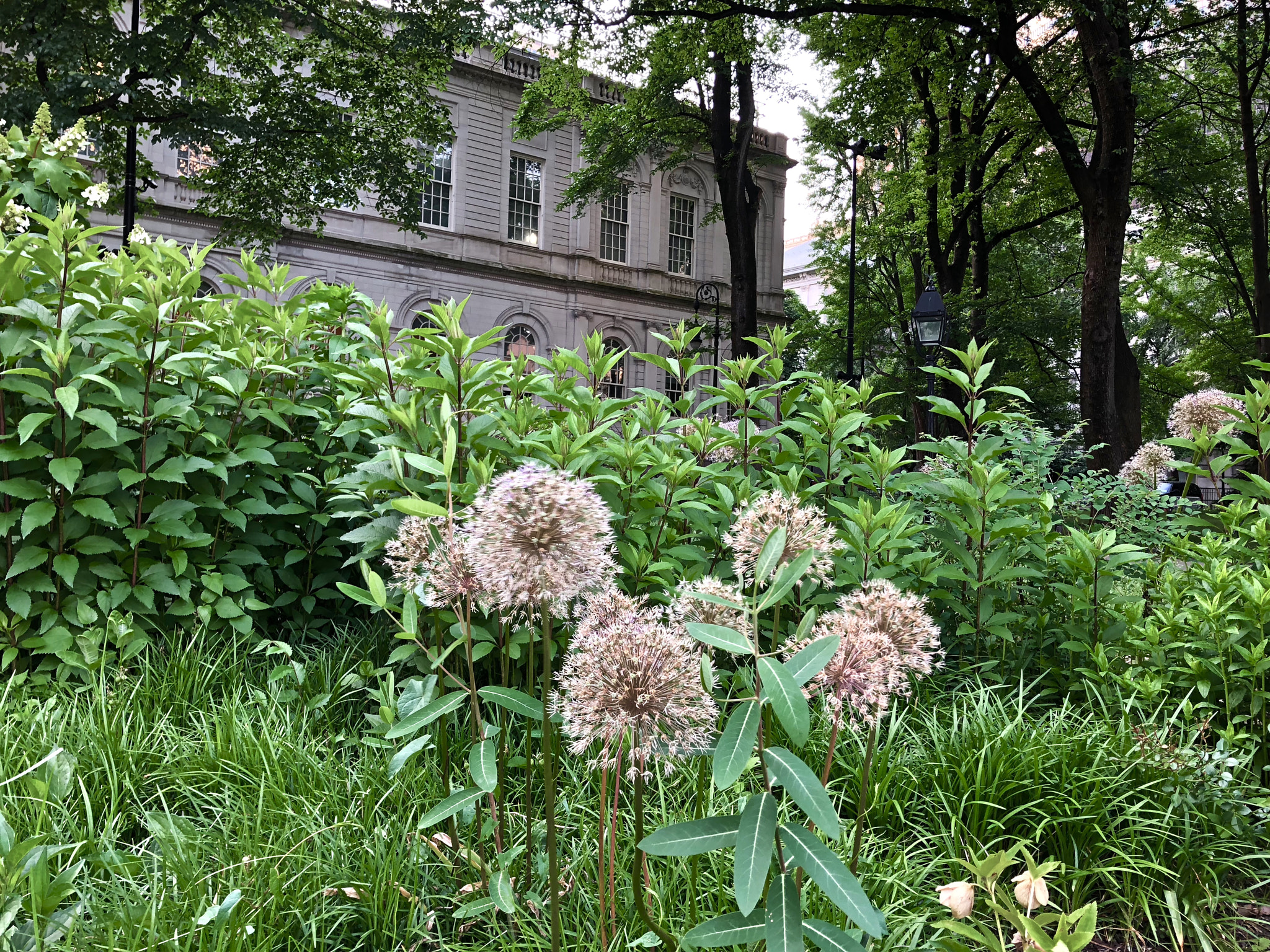 Apple iPhone 8 sample photo. City hall park photography
