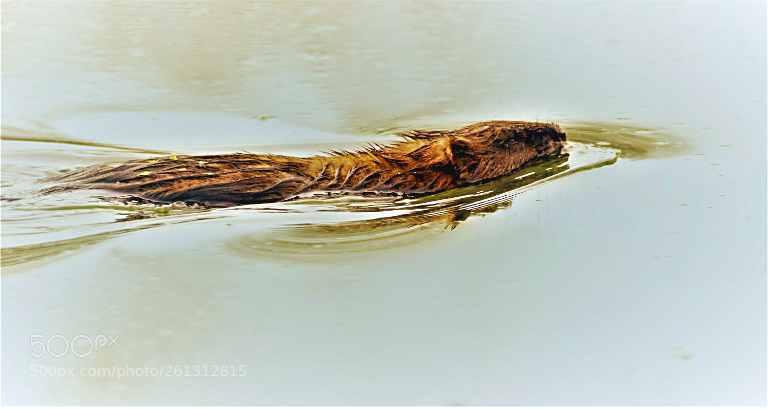 Canon EOS 60D sample photo. Muskrat photography