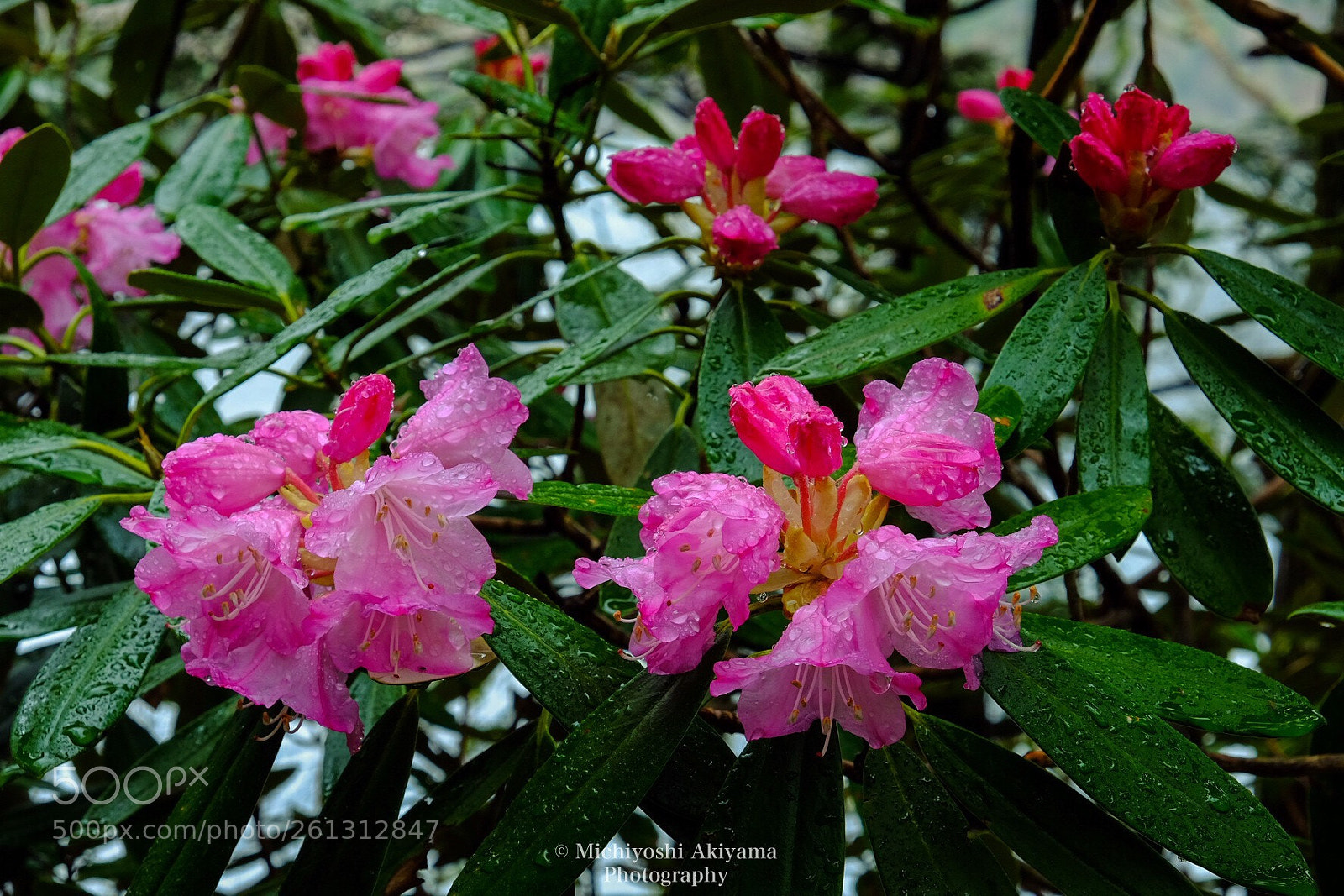 Fujifilm X-T1 sample photo. The rhododendron blooming on photography