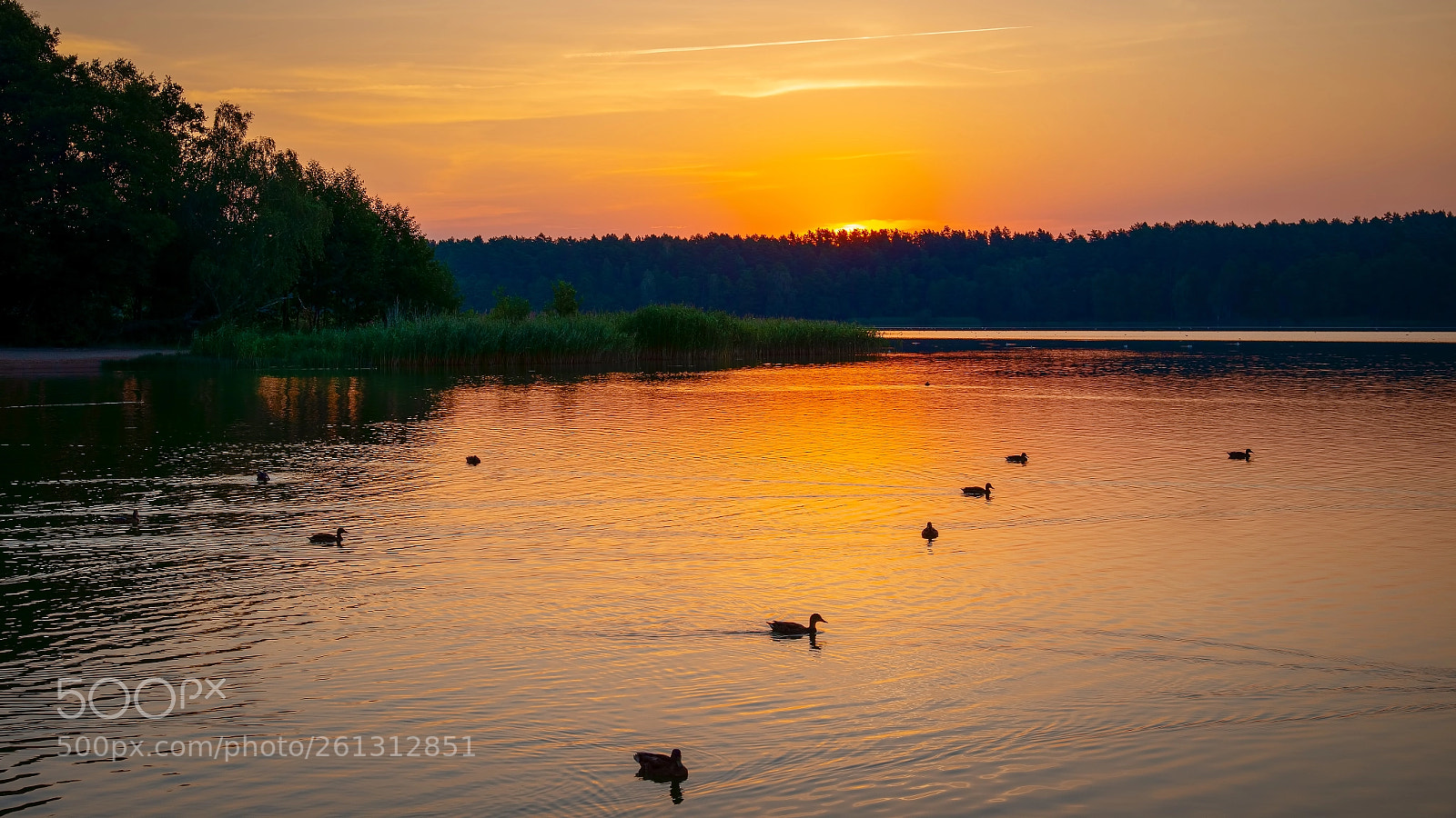 Nikon D800 sample photo. Duck line photography