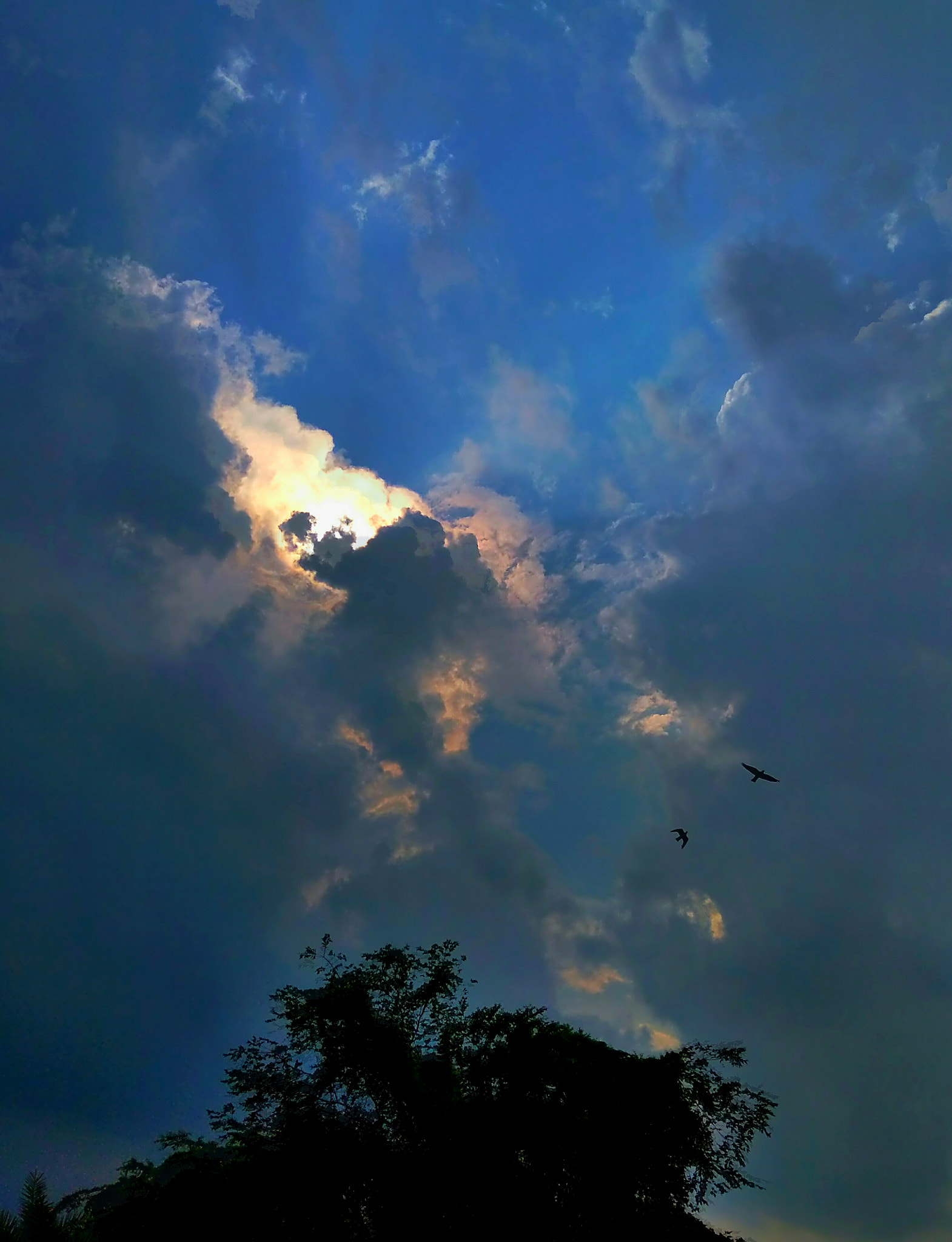 LeMobile Le X526 sample photo. Nature photography