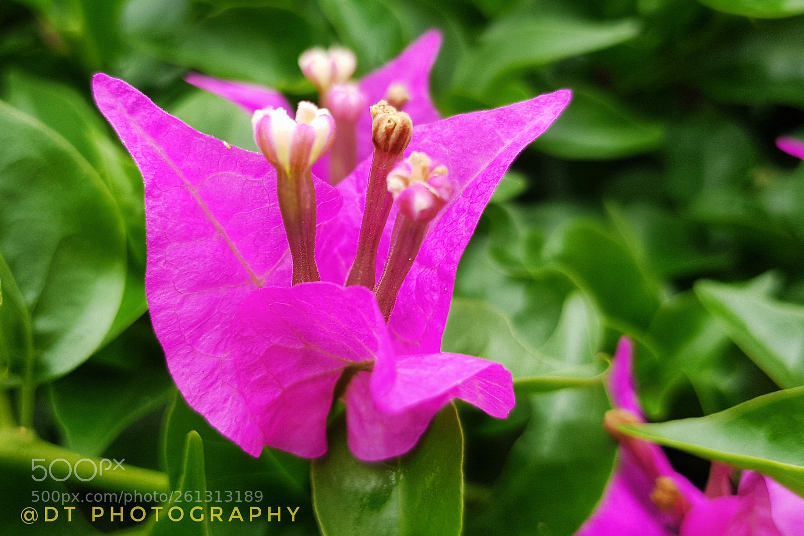 Samsung Galaxy S8+ sample photo. Pink flower amongst shrubs photography