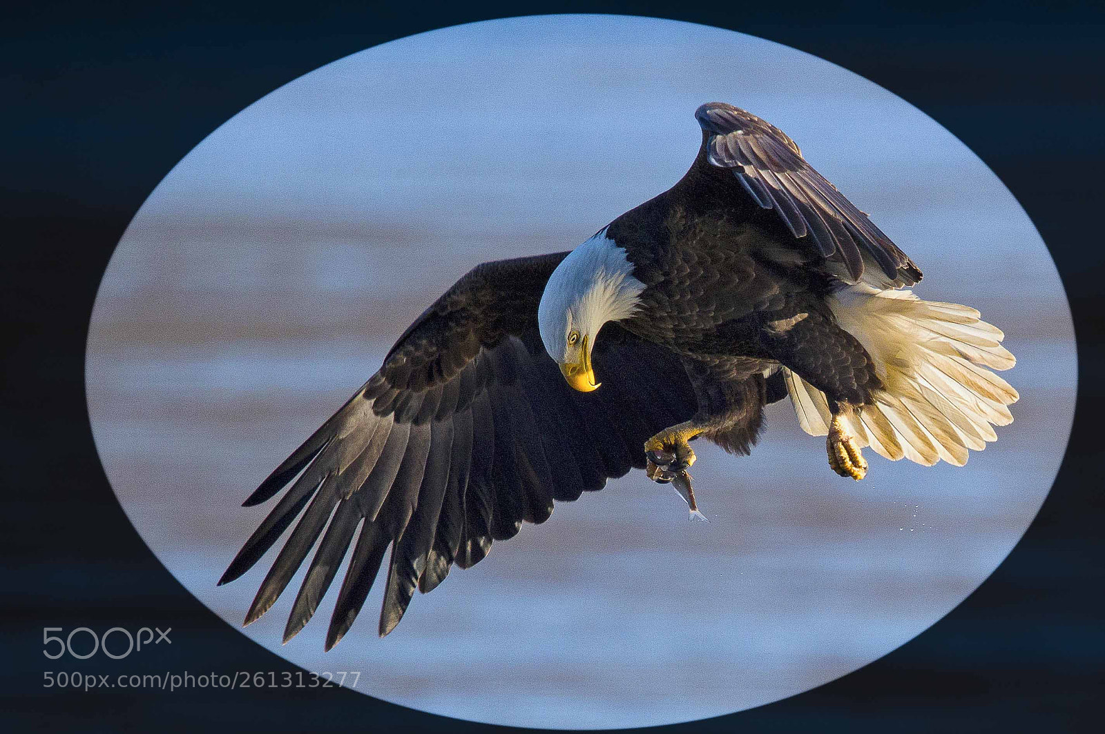 Canon EOS-1D X Mark II sample photo. American bald eagle photography
