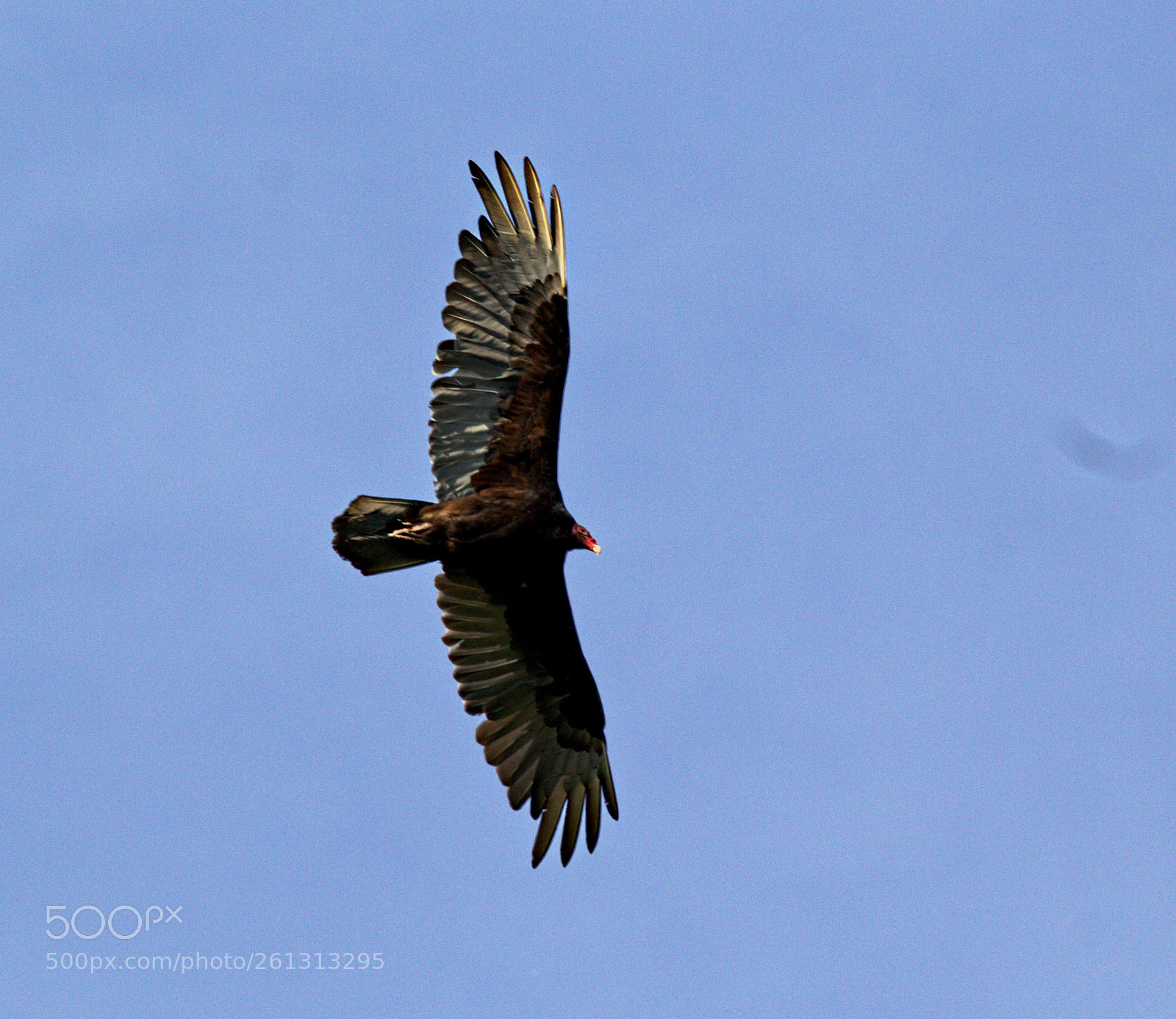 Canon EOS 60D sample photo. Turkey vulture photography
