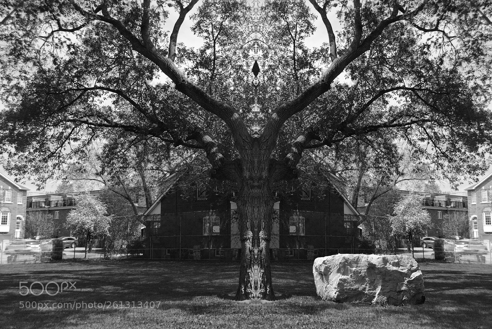 Nikon D3000 sample photo. Split tree photography