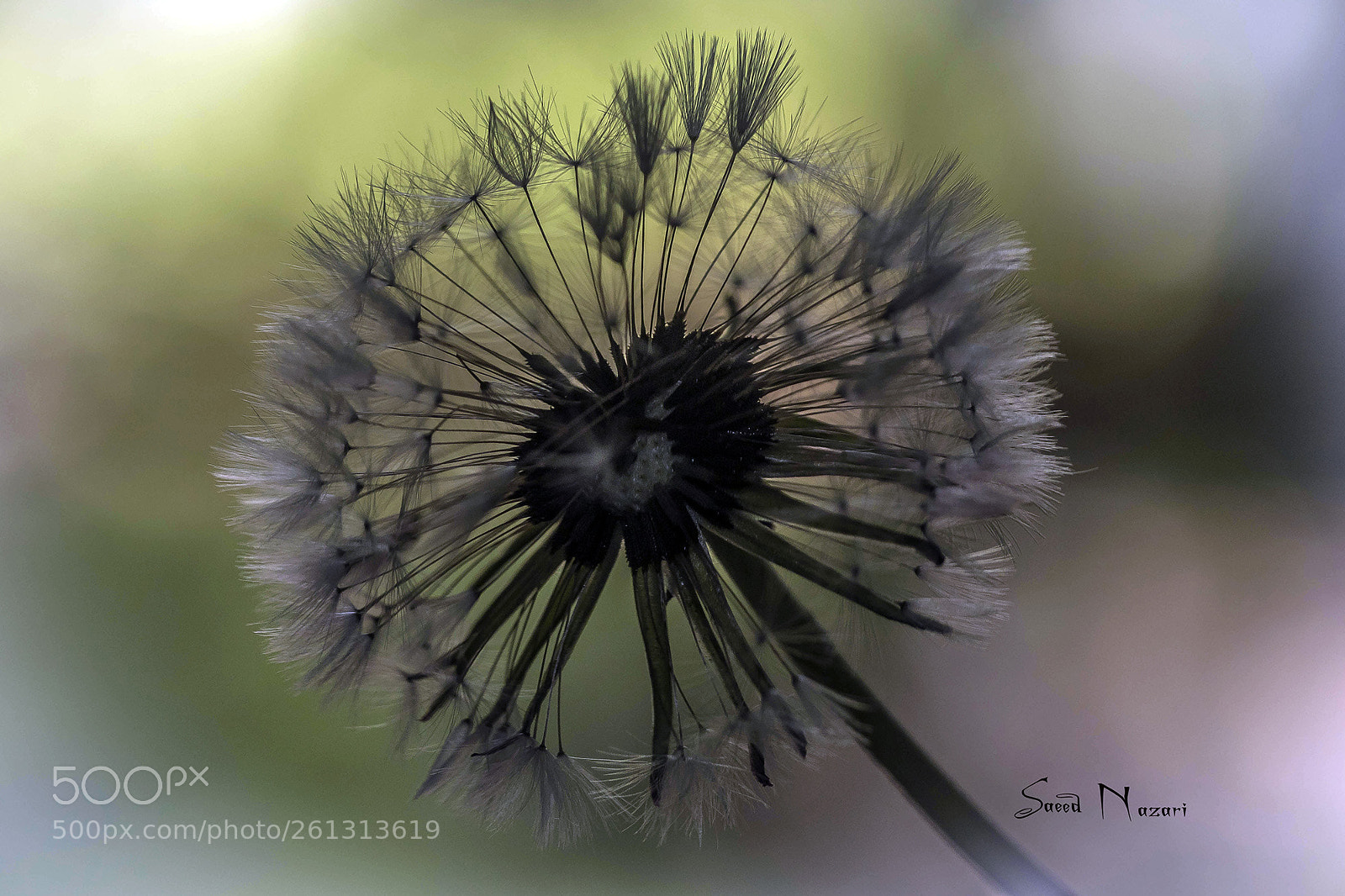 Canon EOS 7D Mark II sample photo. Dandelion photography