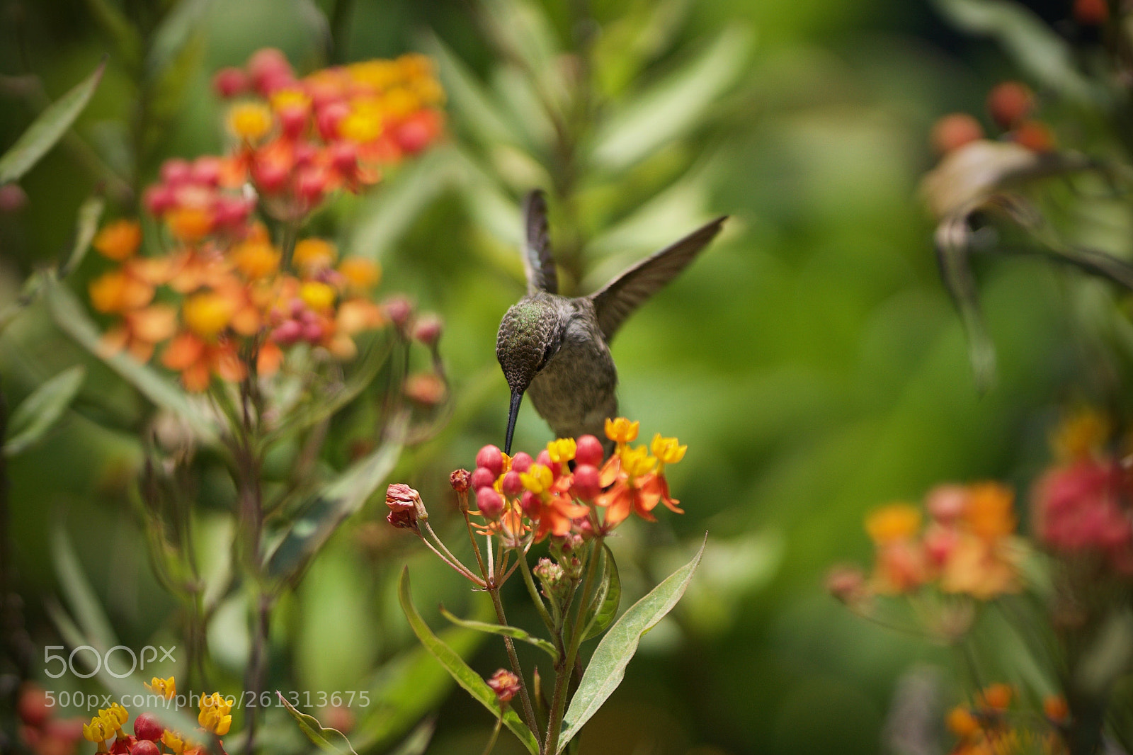 Sony a6000 sample photo. Hummingbird photography
