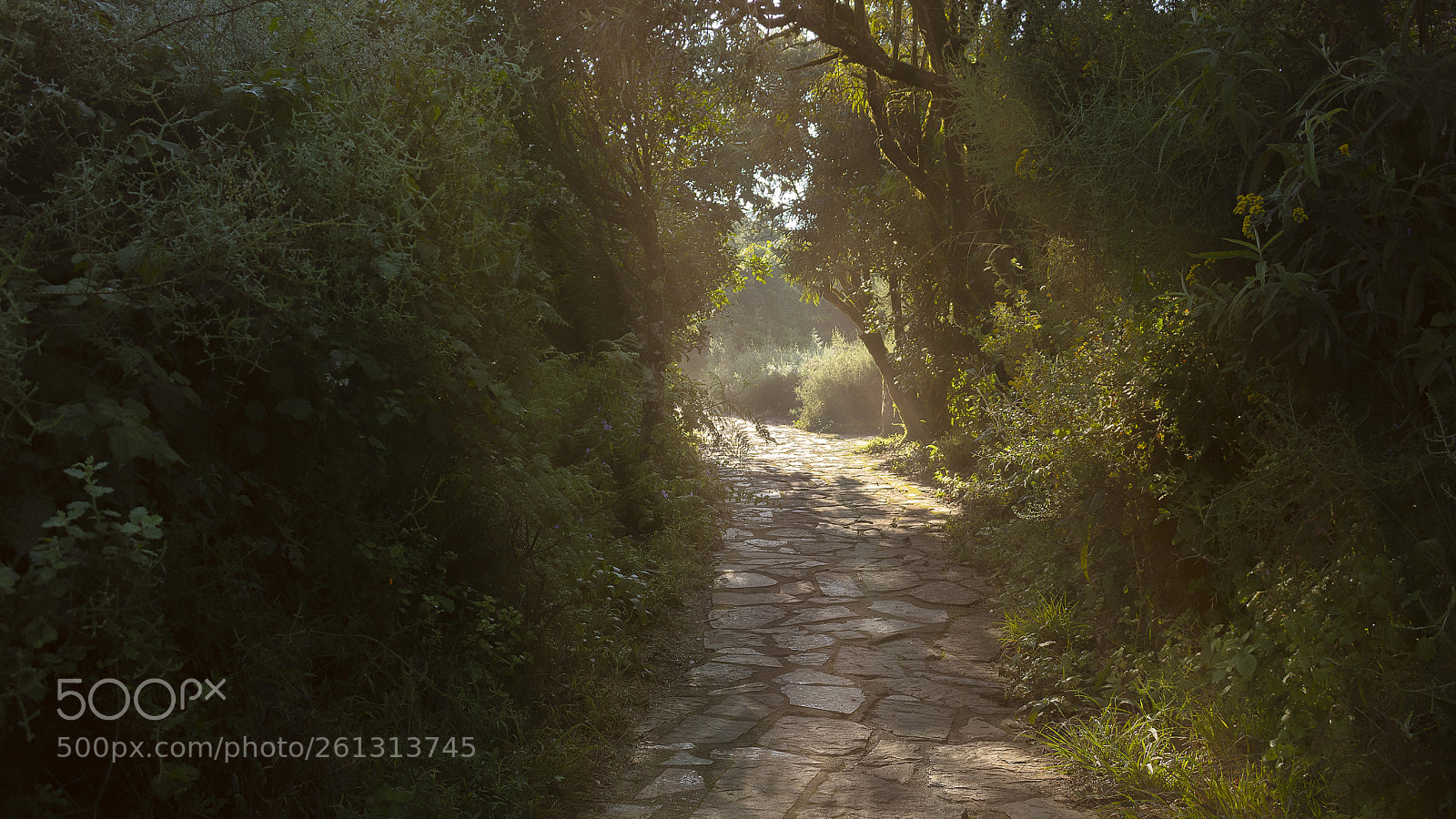 Canon EOS 750D (EOS Rebel T6i / EOS Kiss X8i) sample photo. Illuminated path photography