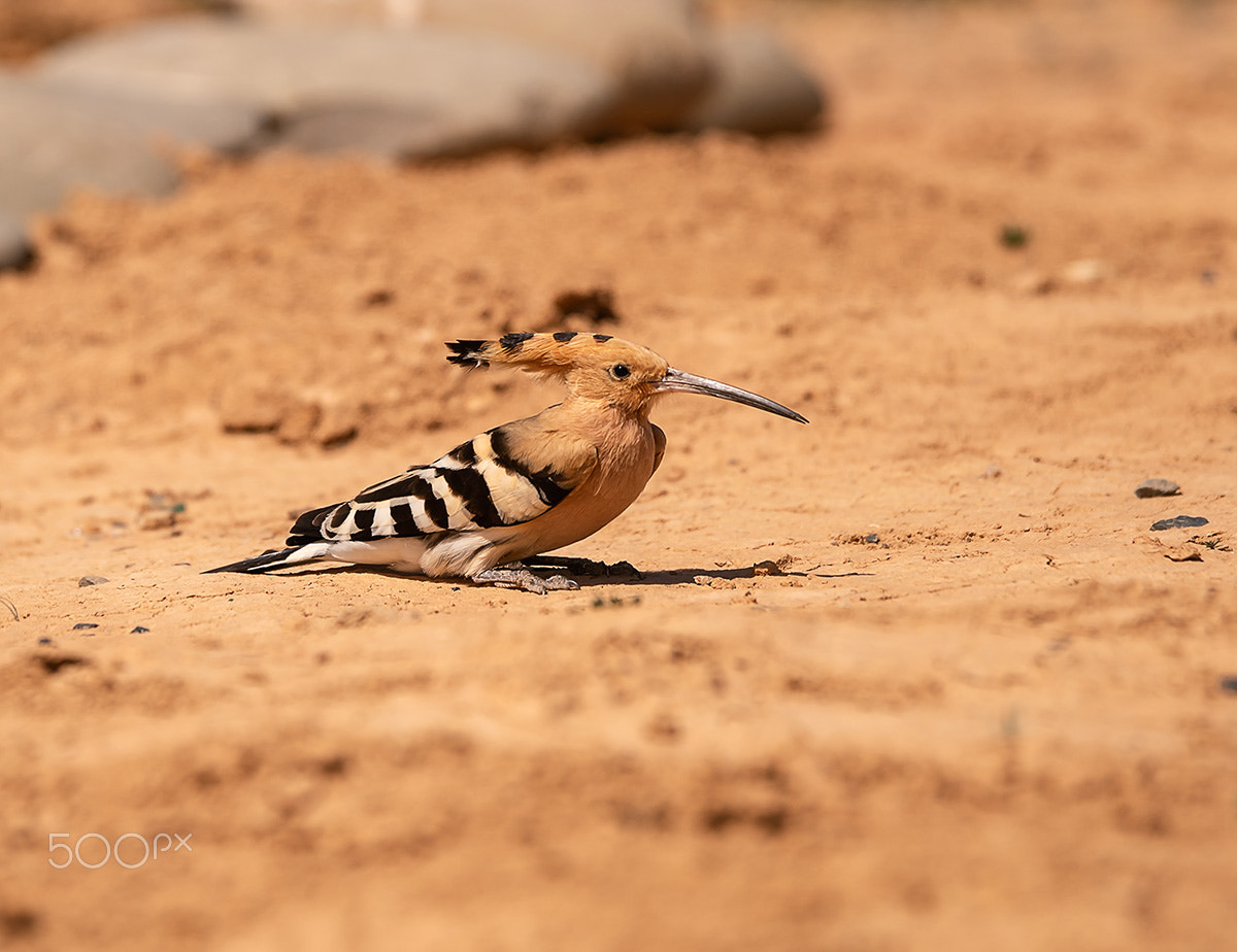 Sony a99 II sample photo. 00375.jpg photography