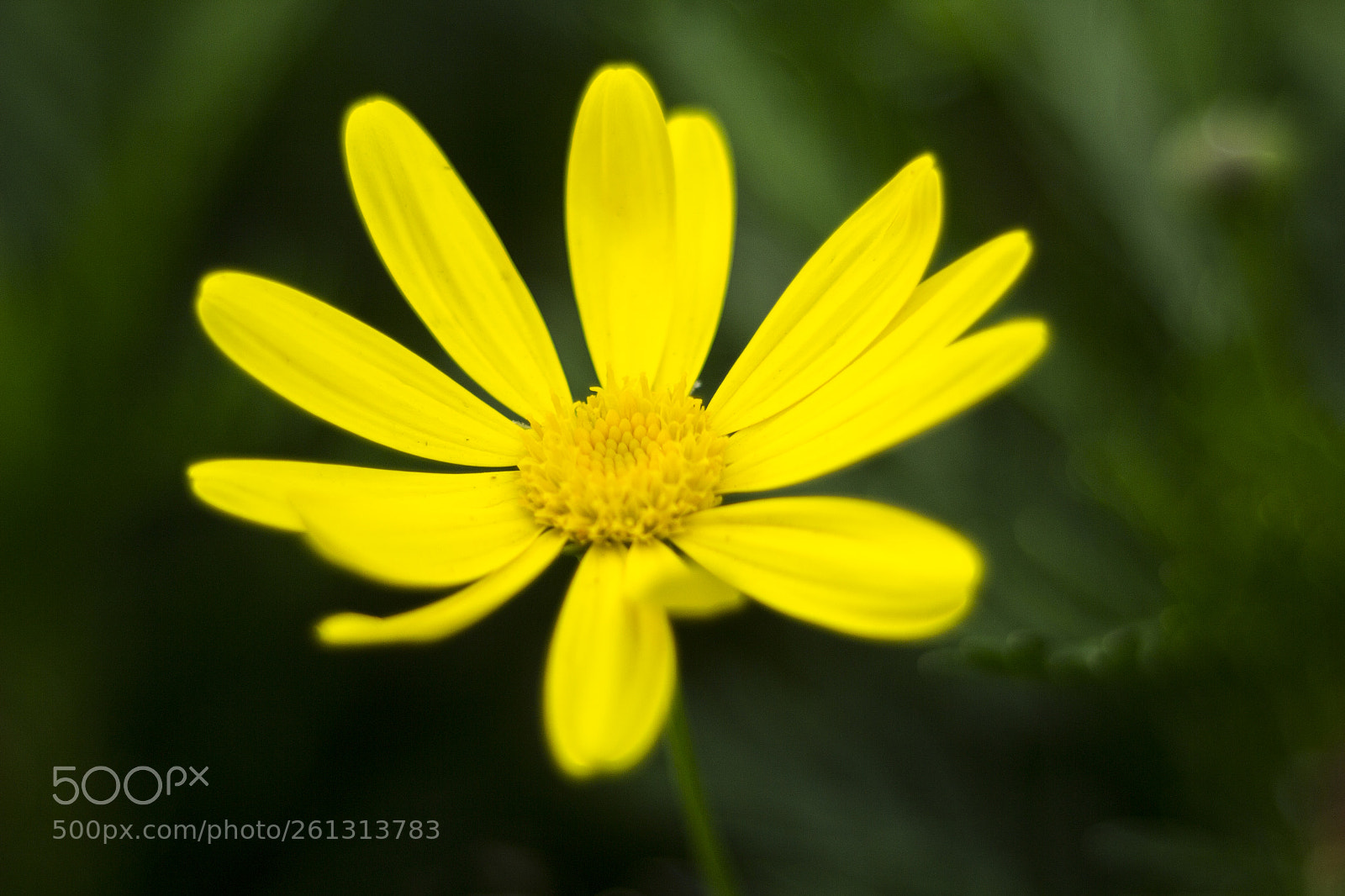 Canon EOS 600D (Rebel EOS T3i / EOS Kiss X5) sample photo. Yelow photography